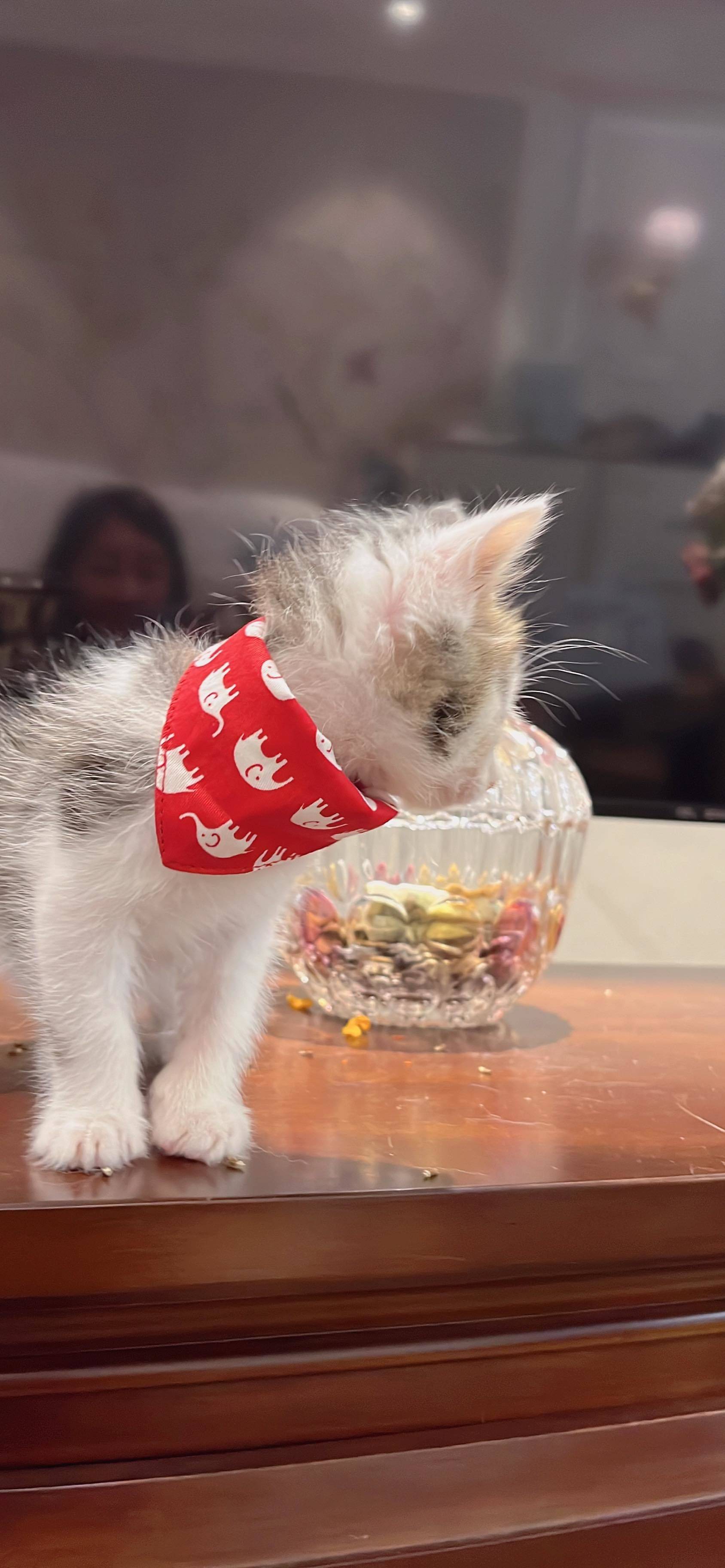 上海领养 狸花猫 弟弟_3