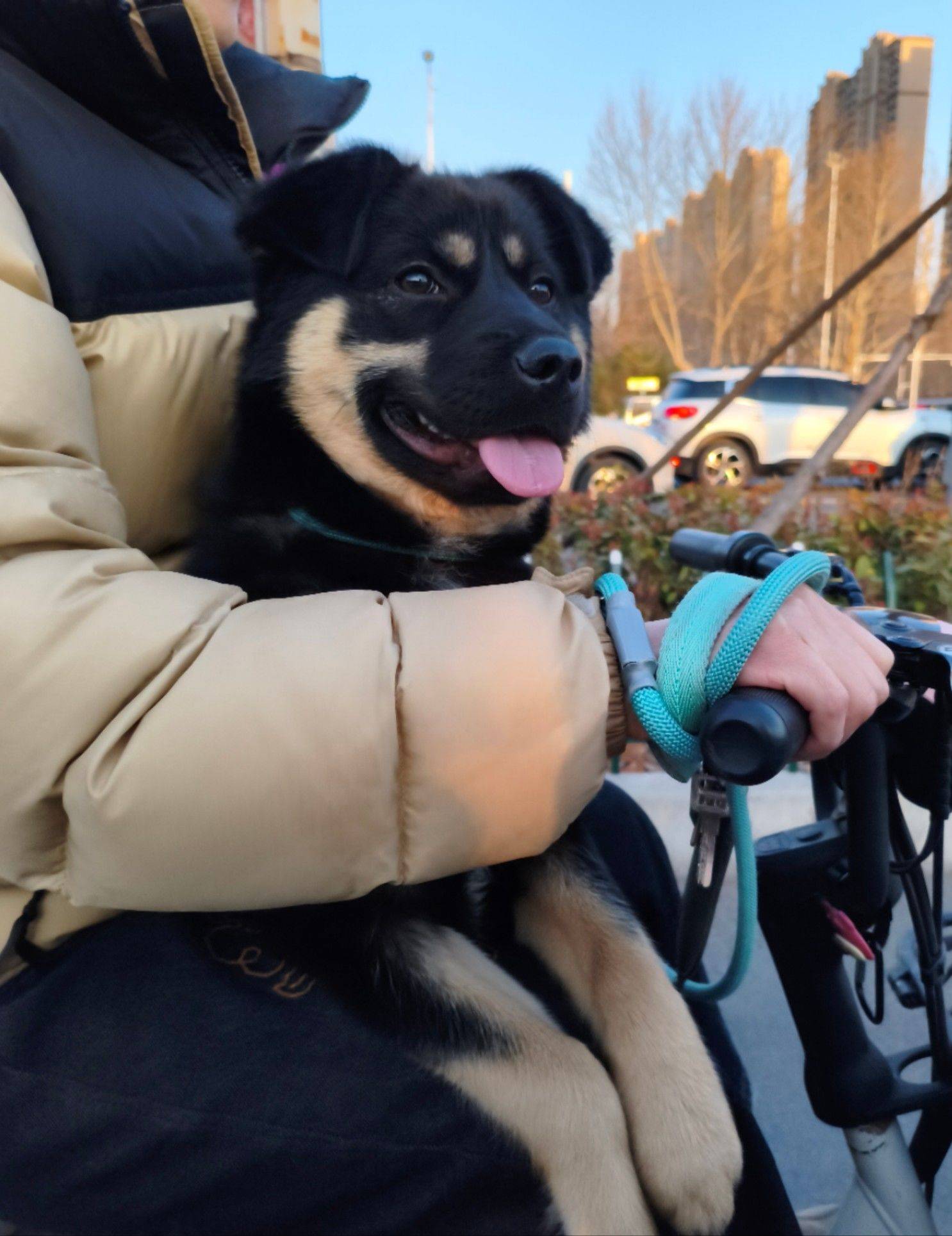 ❕无偿领养❕