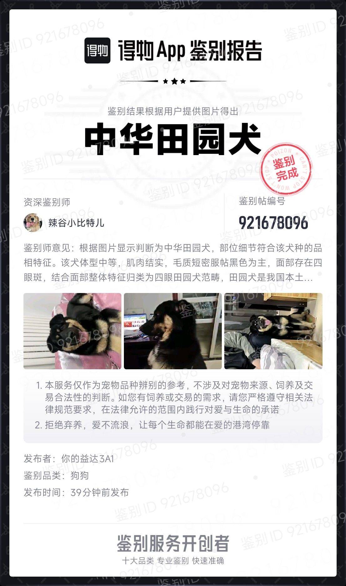 ❕无偿领养❕
