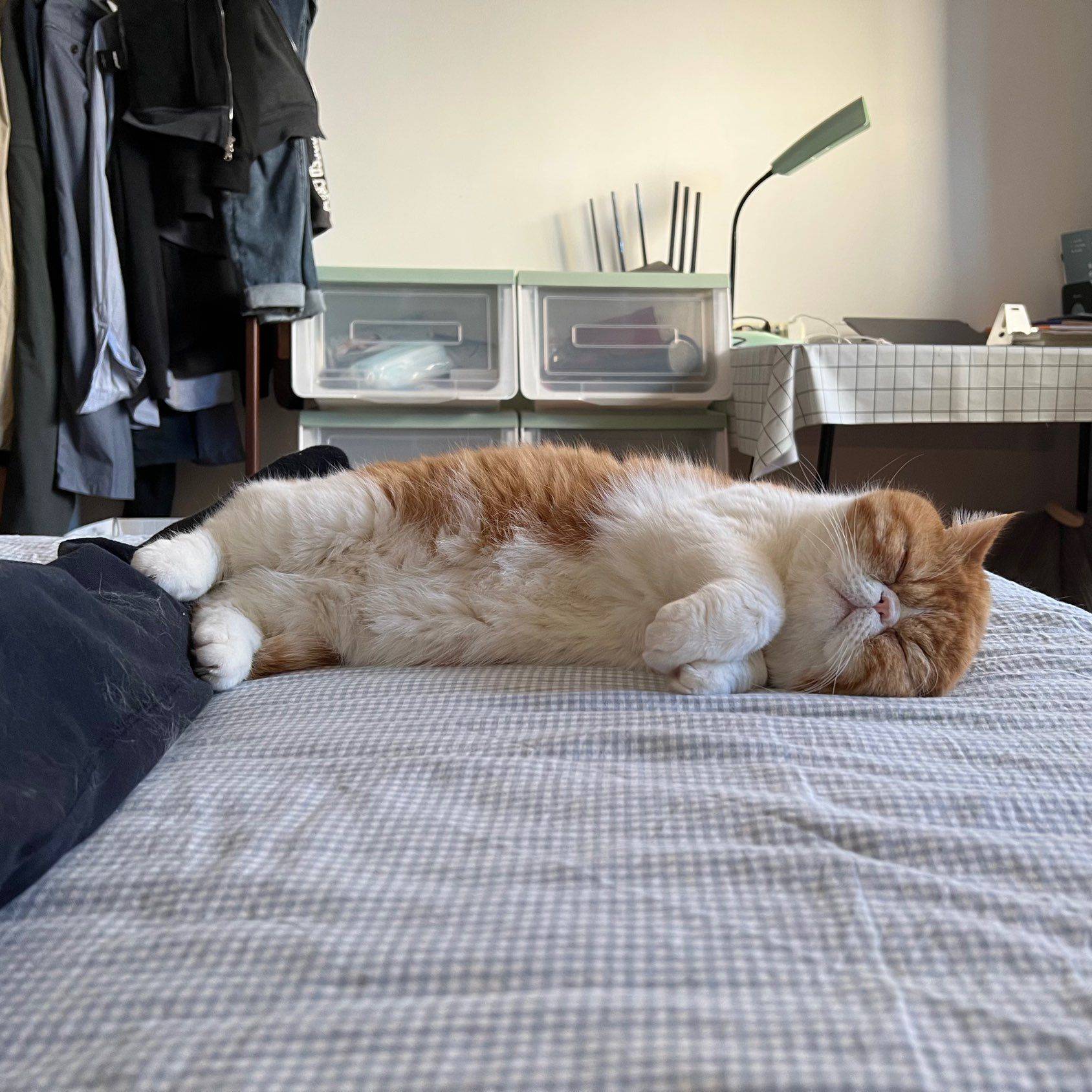 元宝（加菲猫），已经绝育，因为本人工作原_4
