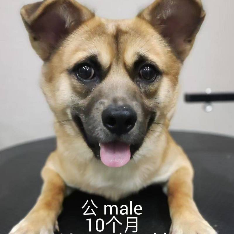 求转发,上海小狗小猫免费领养或找中途家庭_0