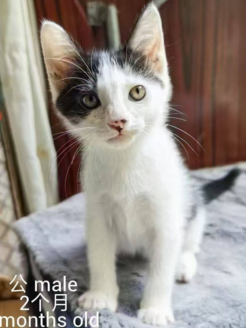 求转发，上海小猫小狗免费领养或找中途家庭_4