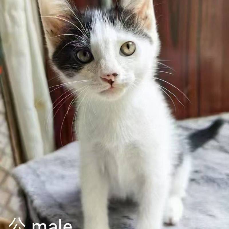 求转发,上海小猫小狗免费领养或找中途家庭_4