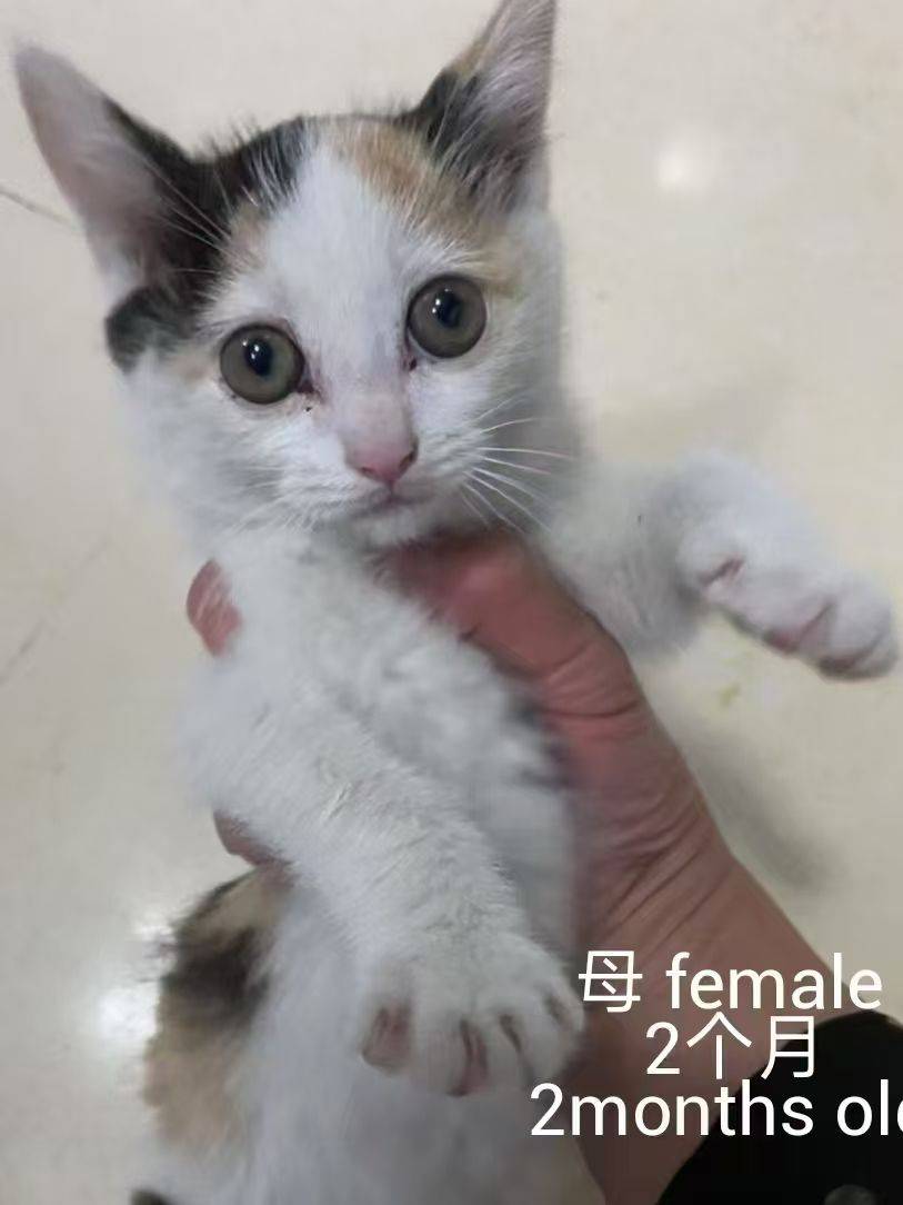 求转发，上海小猫小狗免费领养或找中途家庭_3