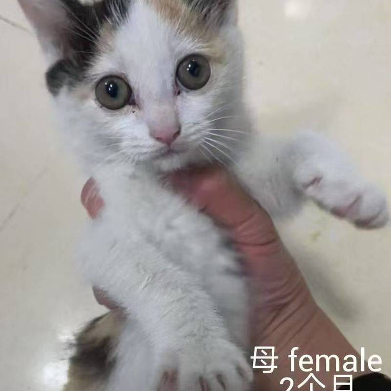 求转发,上海小猫小狗免费领养或找中途家庭_3