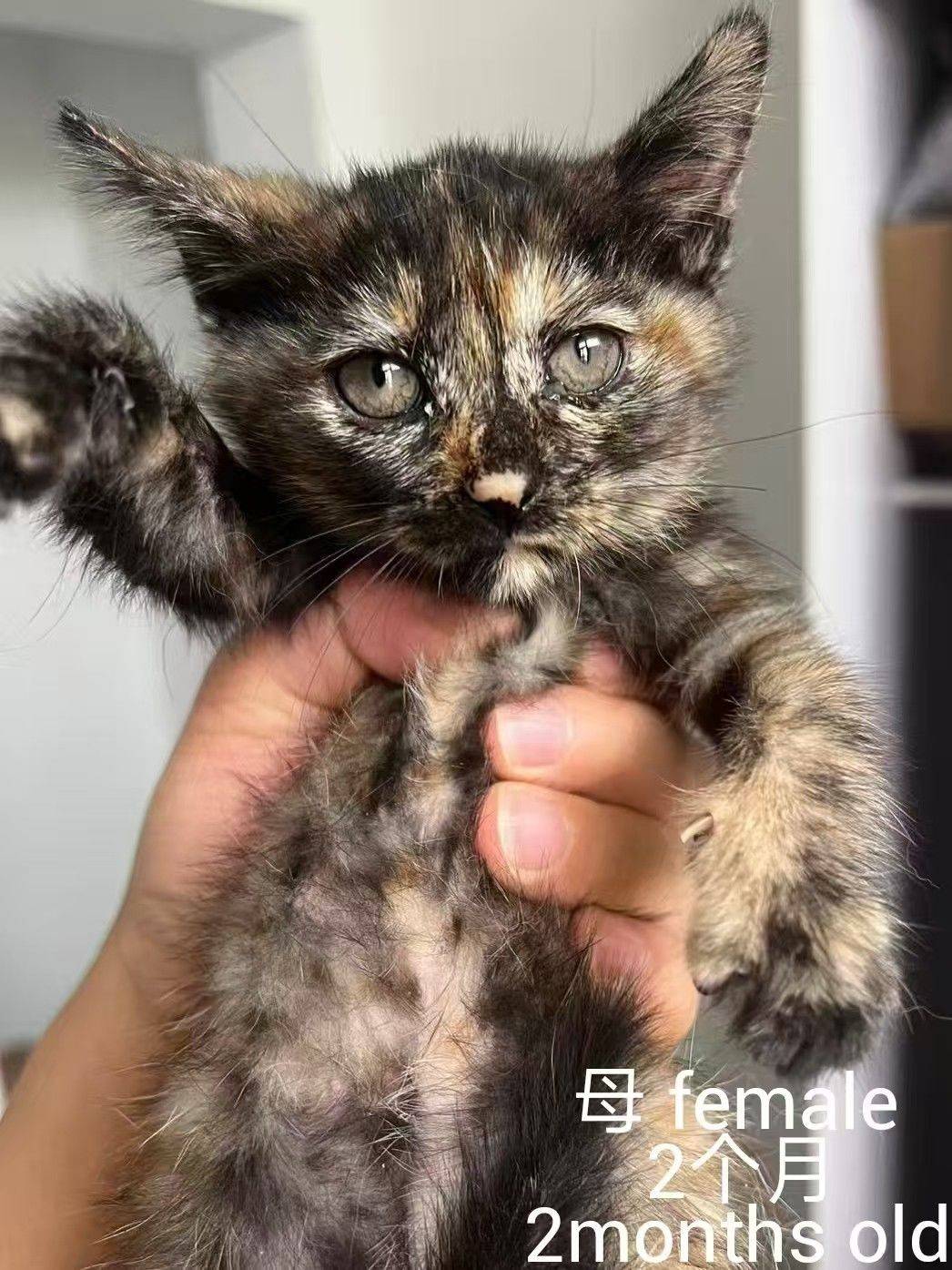 求转发，上海小猫小狗免费领养或找中途家庭_0