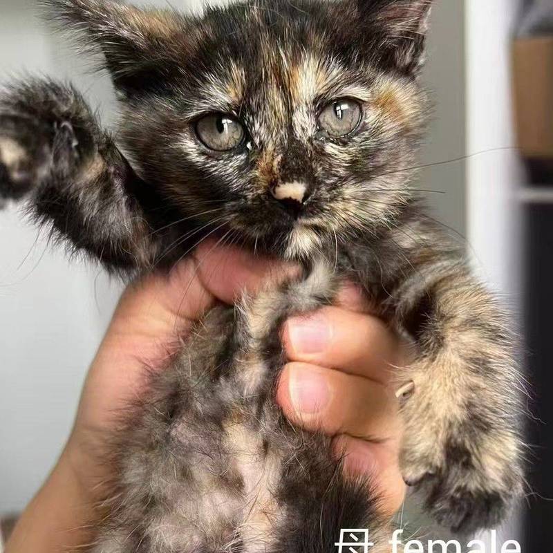 求转发,上海小猫小狗免费领养或找中途家庭_0