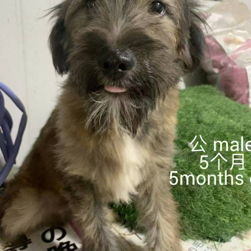 求转发,上海小狗小猫免费领养或找中途家庭_1