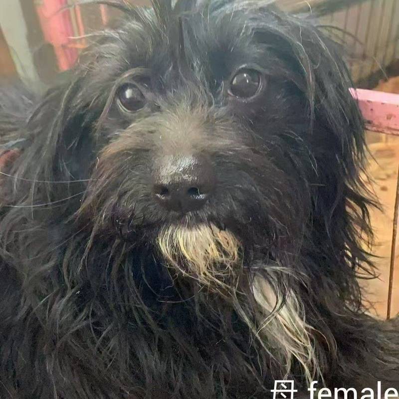 求转发,上海小狗小猫免费领养或找中途家庭_4