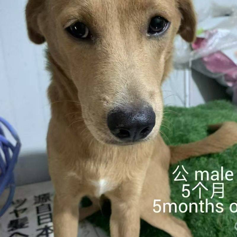 求转发,上海小狗小猫免费领养或找中途家庭_3