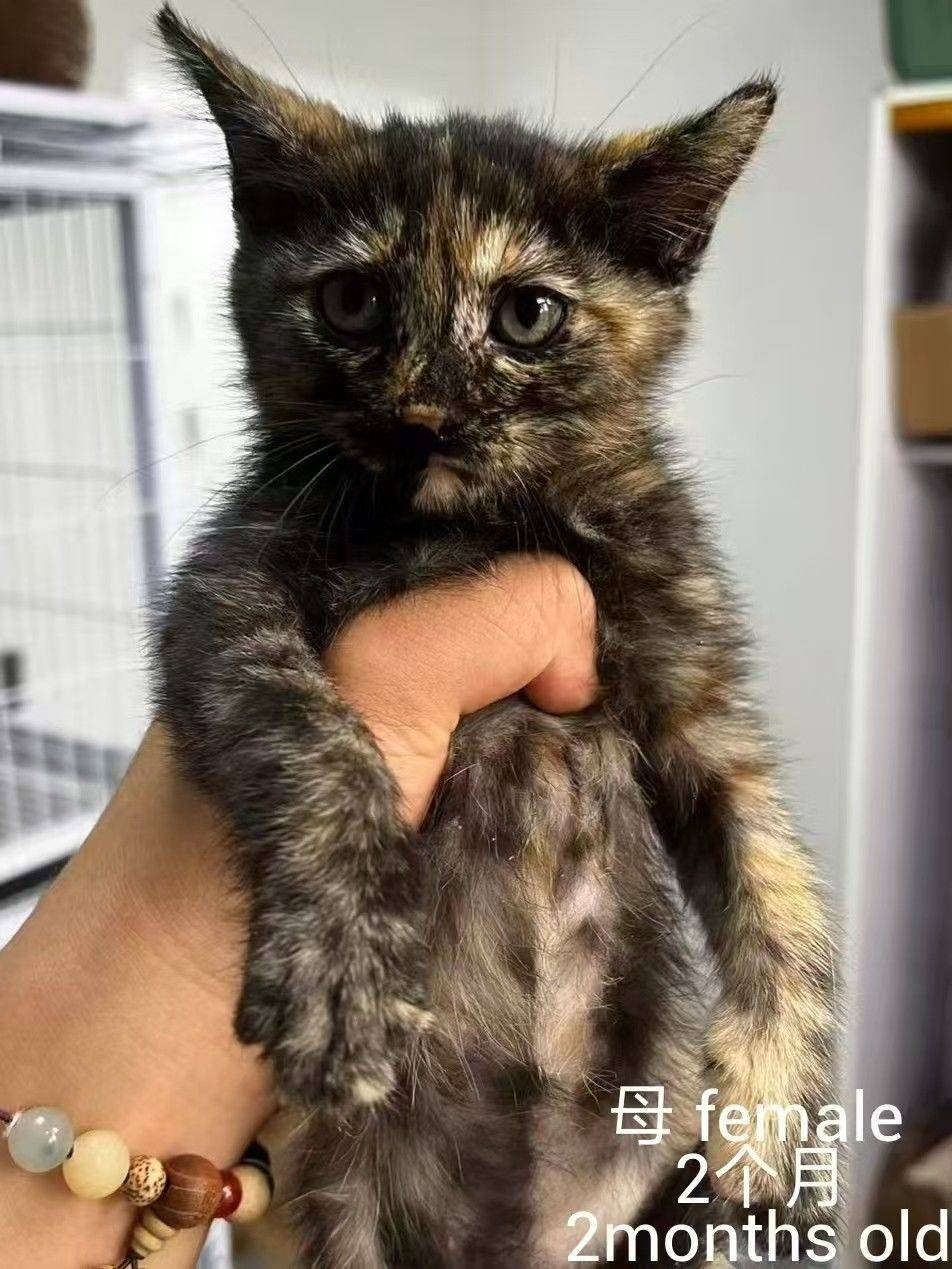 求转发，上海小猫小狗免费领养或找中途家庭_1