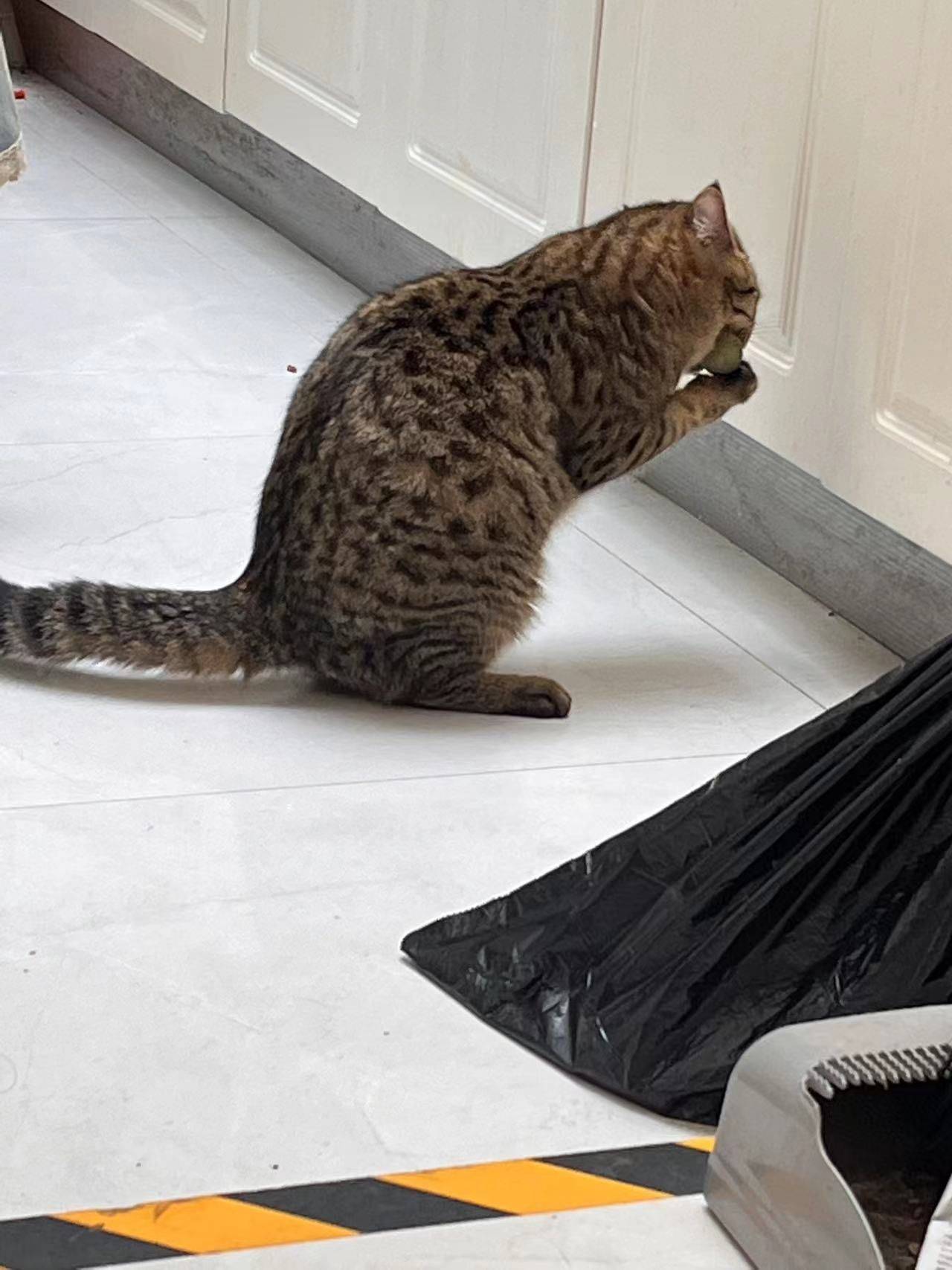 本人因工作原因，现需人领养一岁的小猫，_2