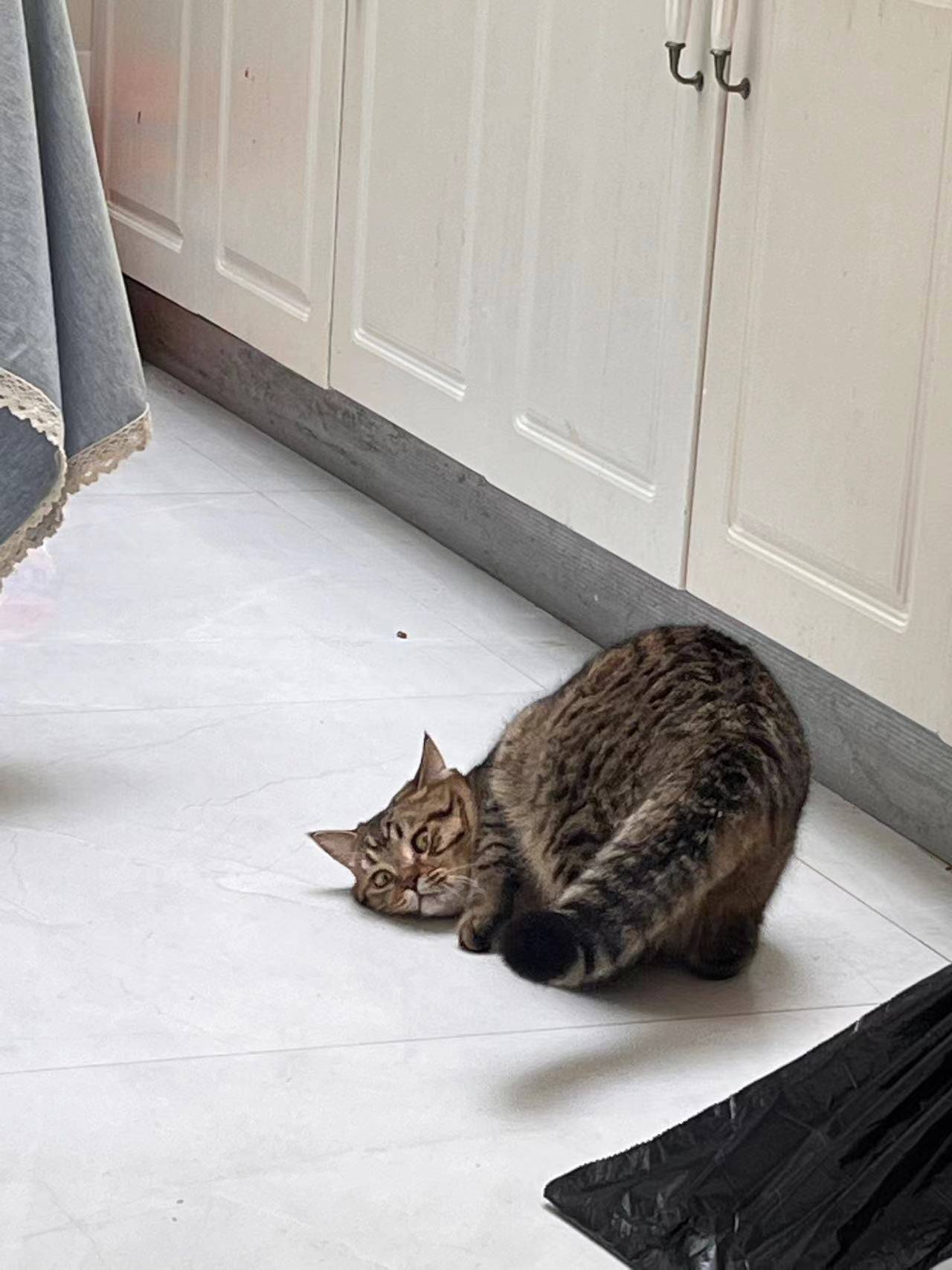 本人因工作原因，现需人领养一岁的小猫，_1