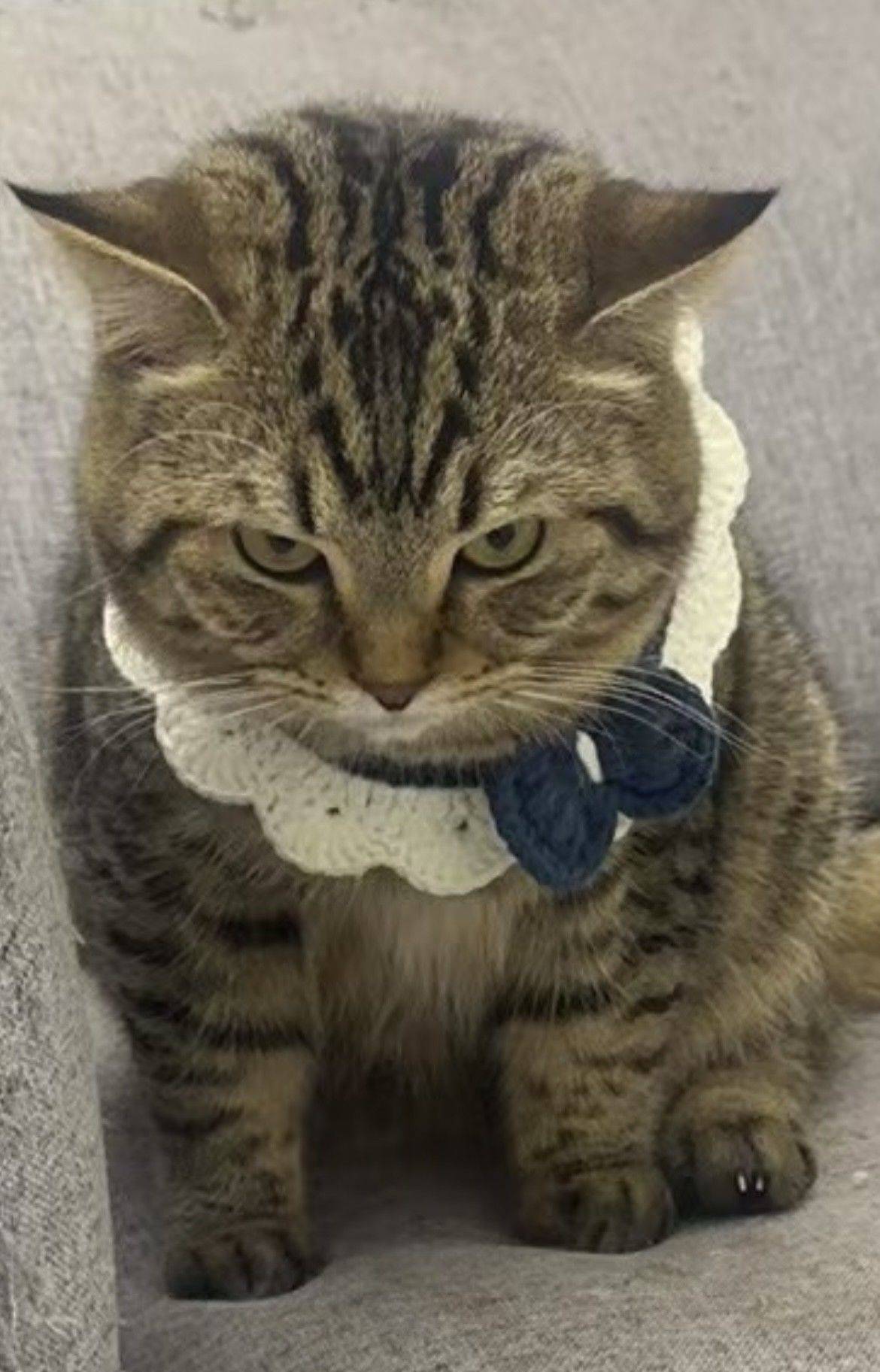 本人因工作原因，现需人领养一岁的小猫，