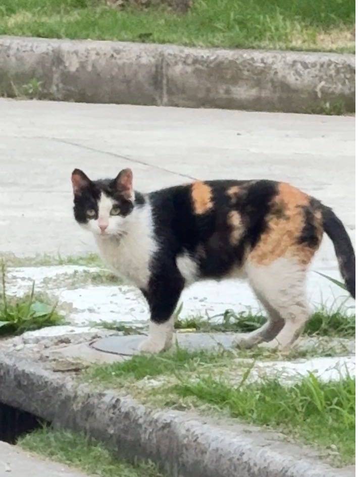 三花妹妹·无偿找家·送猫上门_2