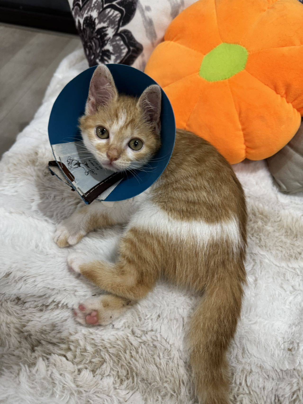 Kitten for adoption _1