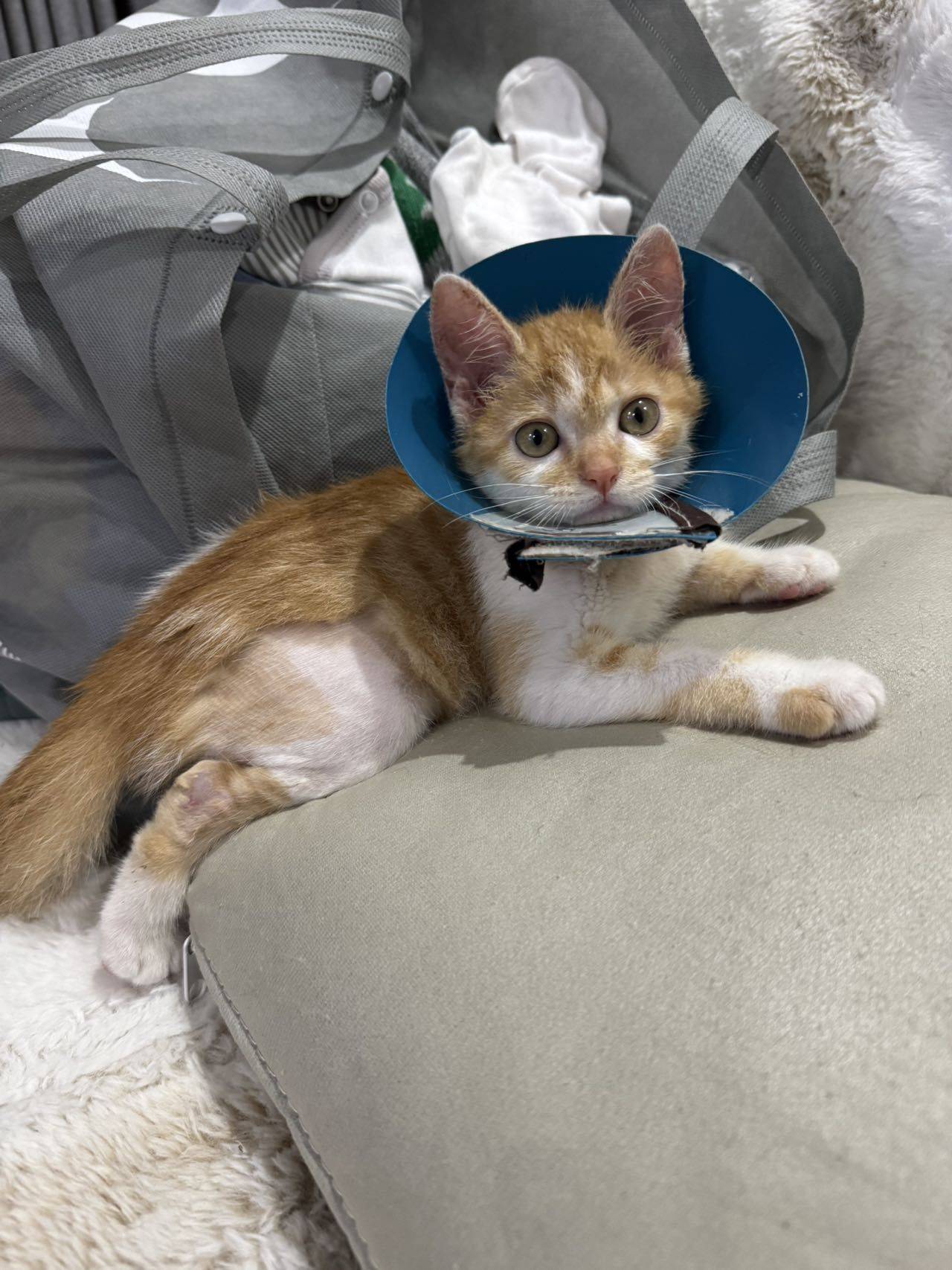 Kitten for adoption _0