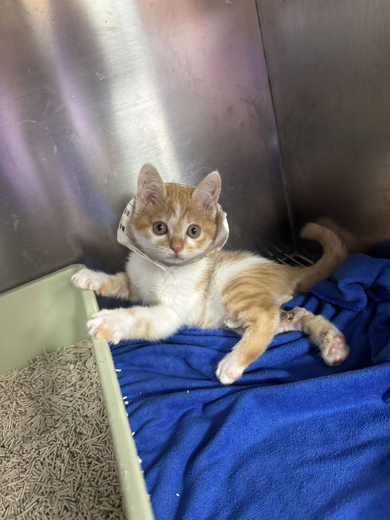 Kitten for adoption _2