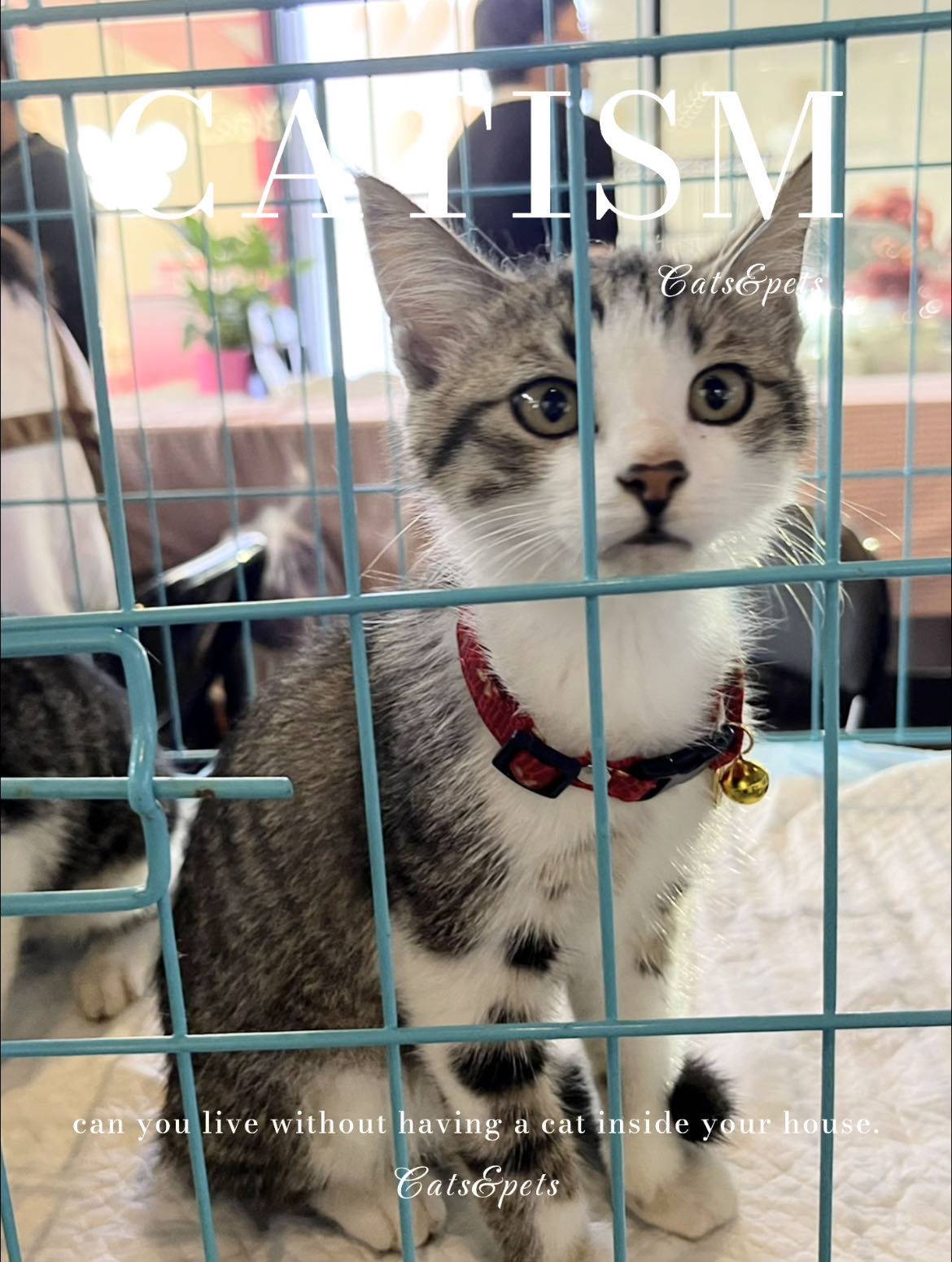 上海猫咪领养贴