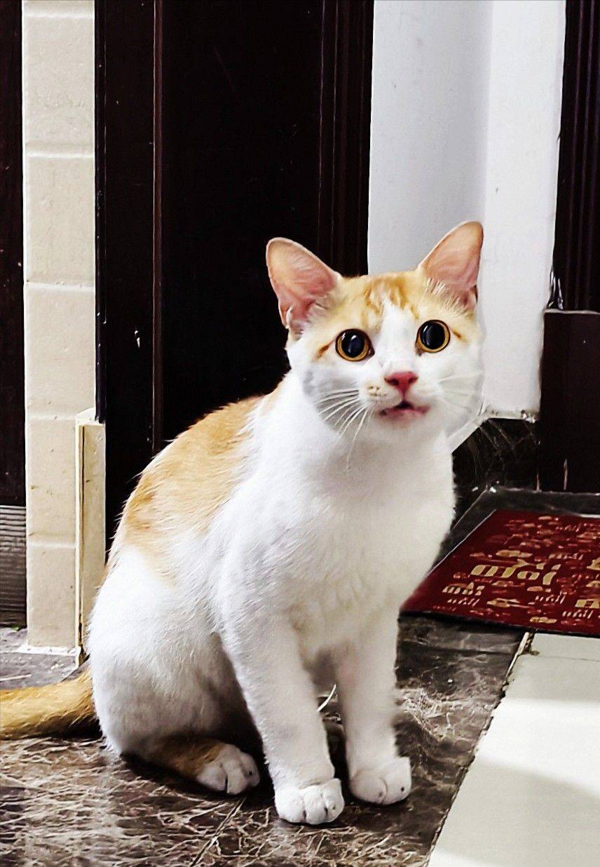 救助流浪猫，太亲人橘白弟弟，热情的没办法_1