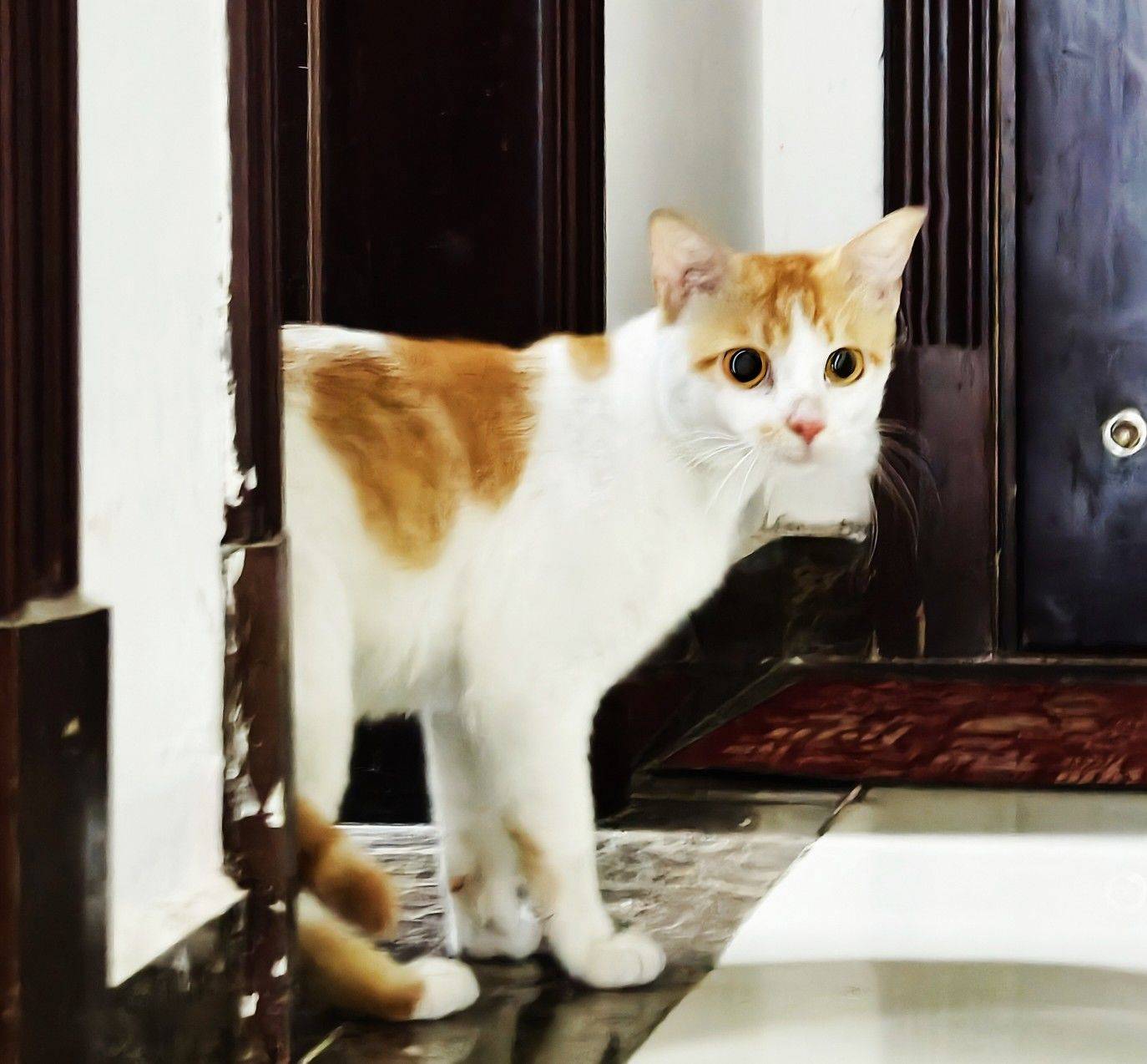 救助流浪猫，太亲人橘白弟弟，热情的没办法_2