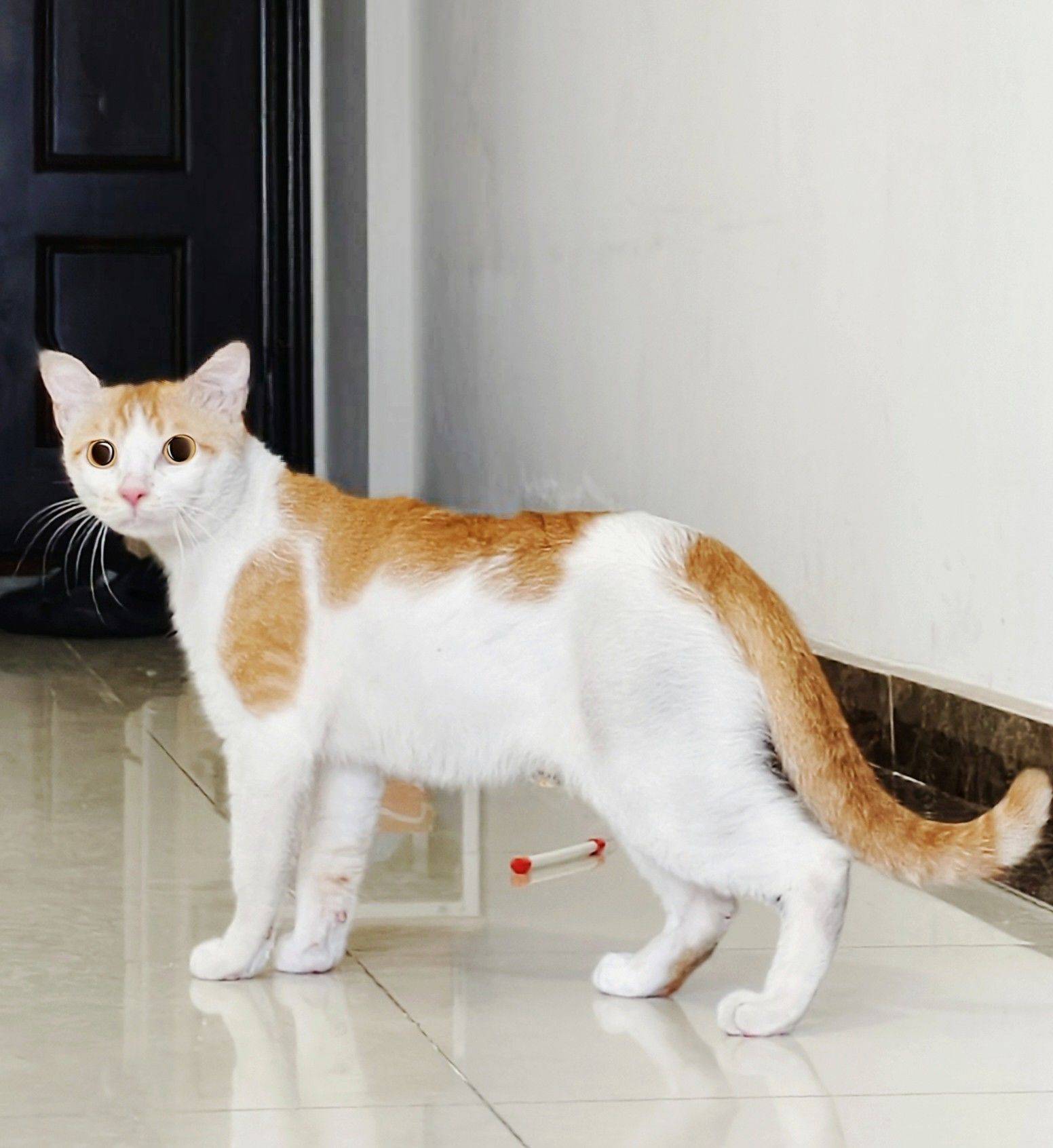 救助流浪猫，太亲人橘白弟弟，热情的没办法