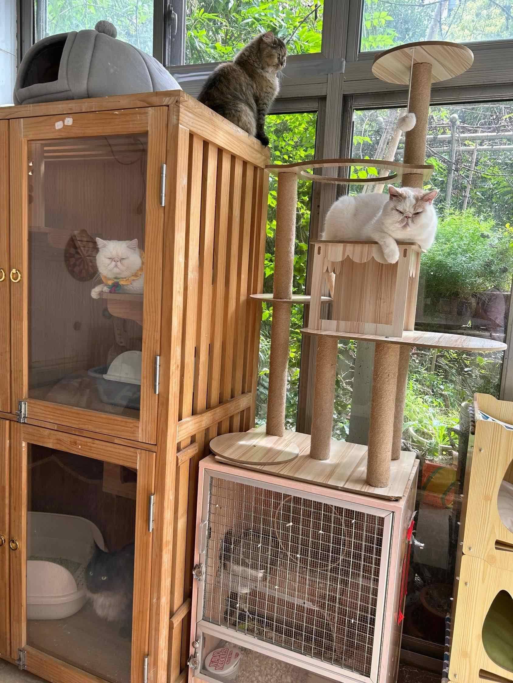 宠物寄养，上门喂养_3