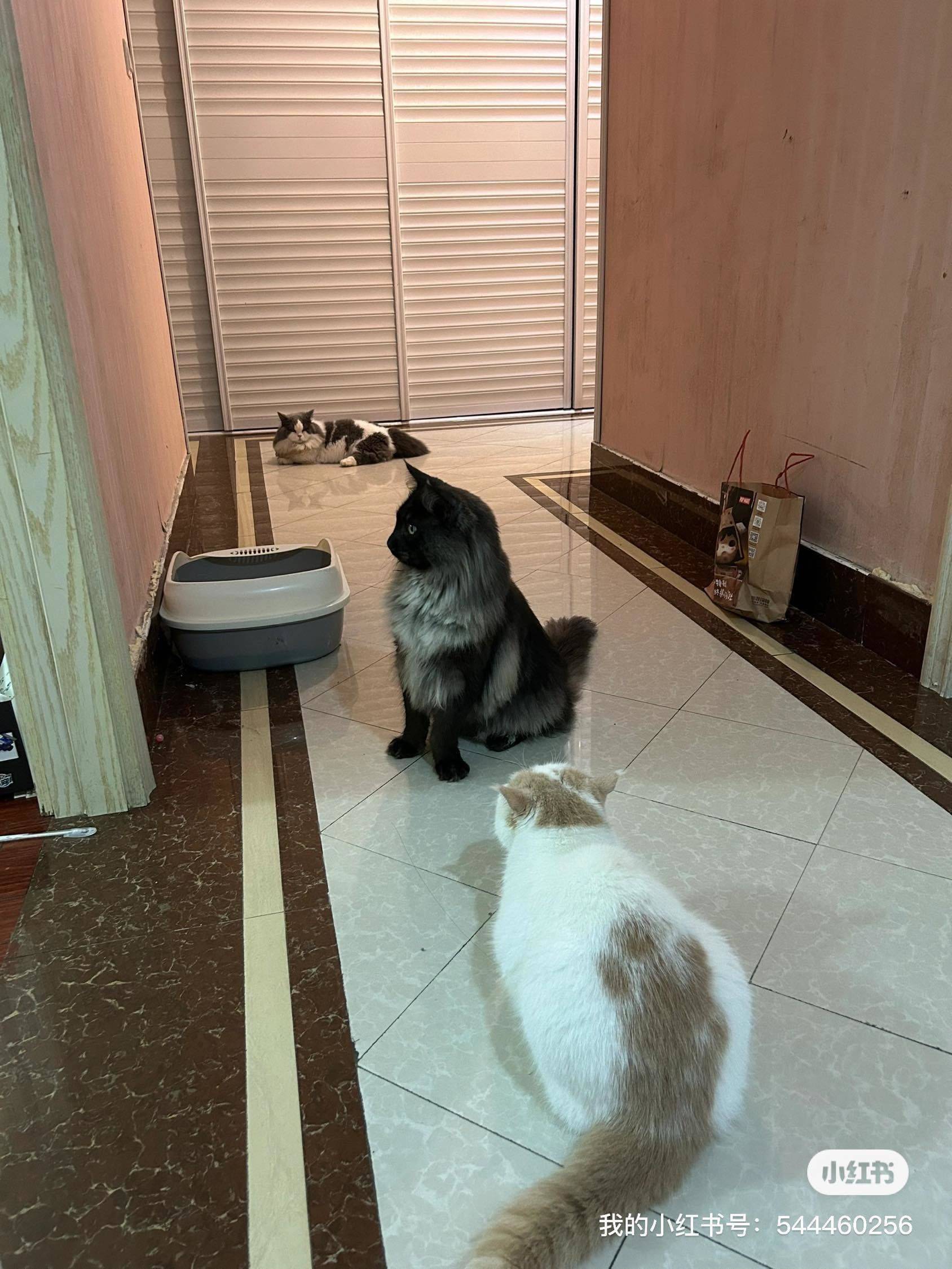 宠物寄养，上门喂养