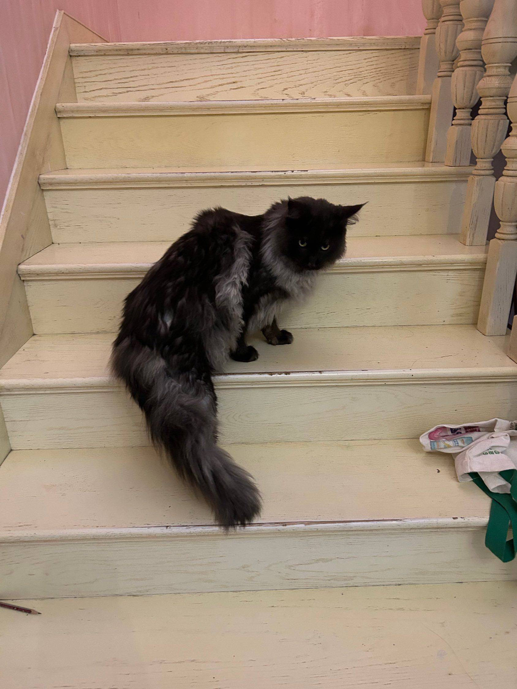 宠物寄养，上门喂养_4