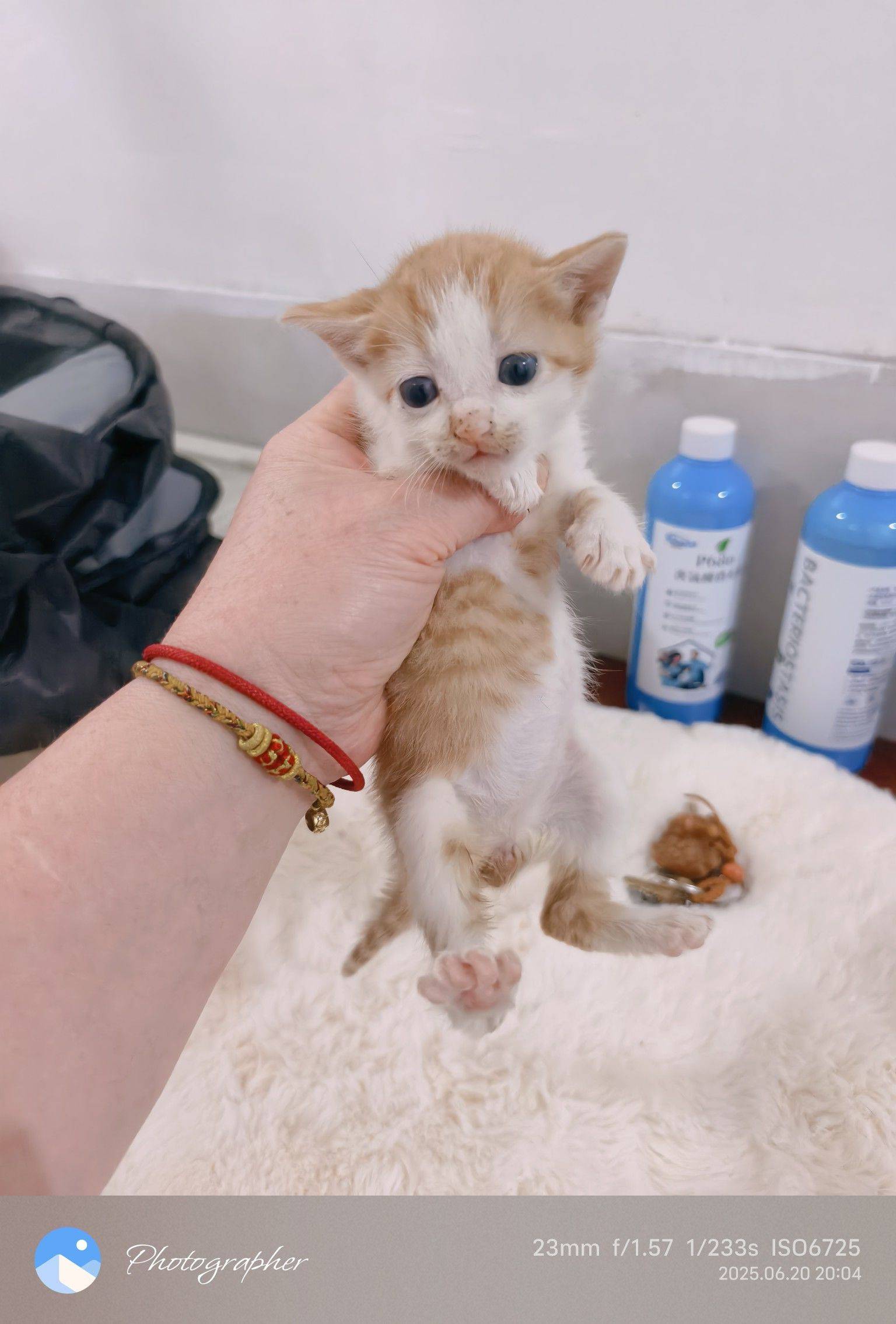 大雨前夕孤独的小奶猫独自流浪在马路上。聪_1