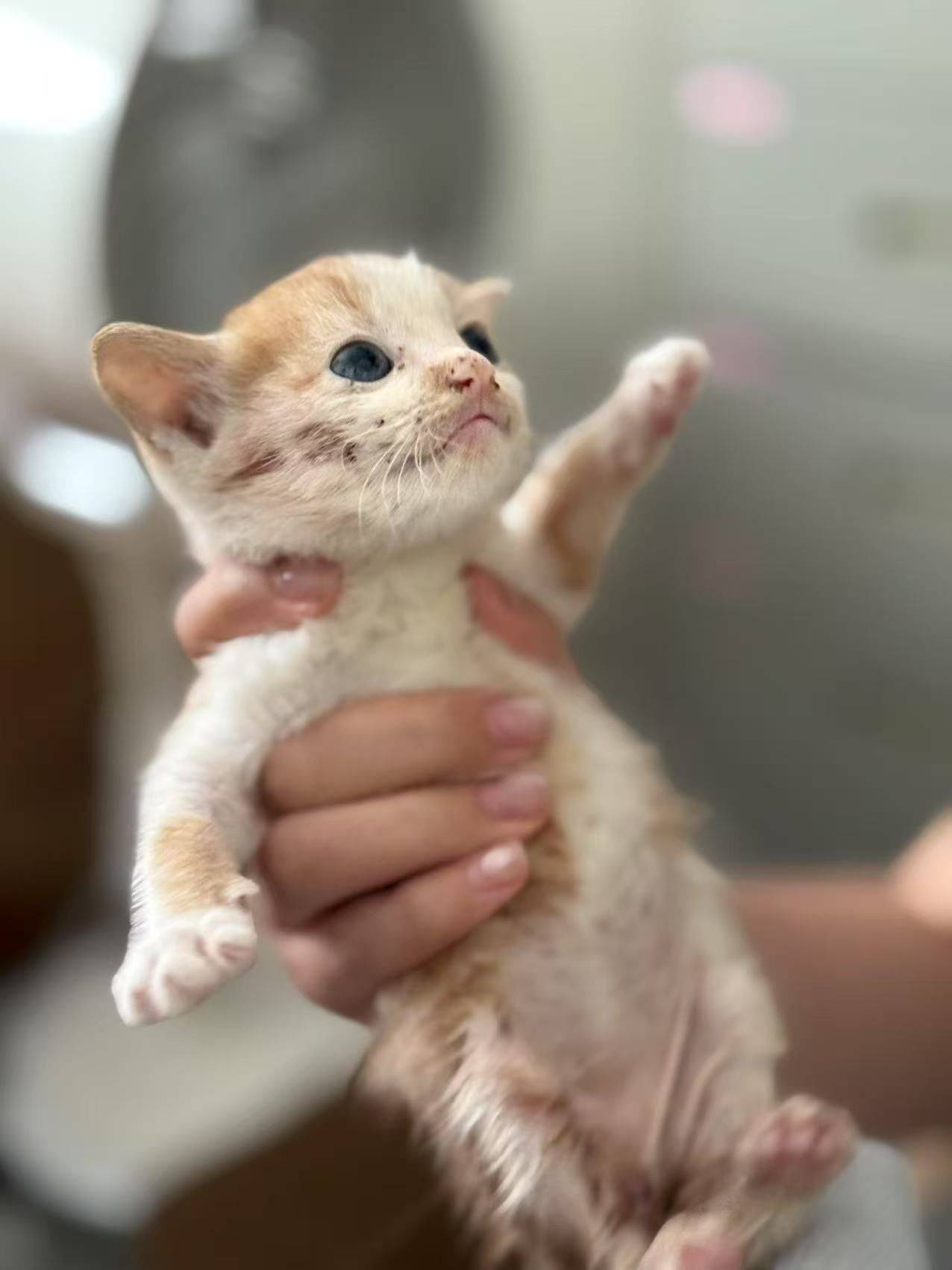大雨前夕孤独的小奶猫独自流浪在马路上。聪_0
