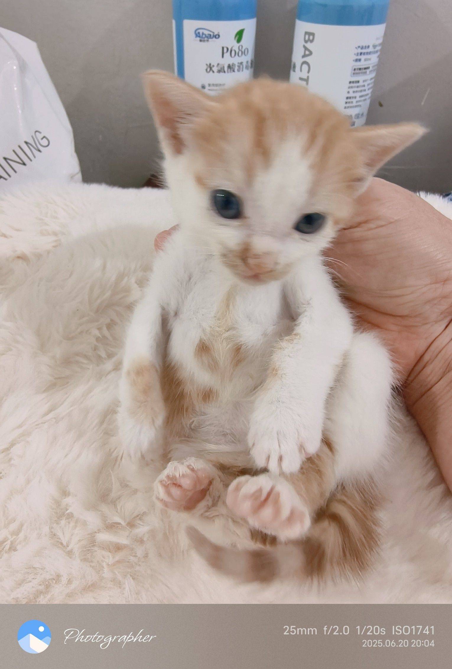 大雨前夕孤独的小奶猫独自流浪在马路上。聪_3