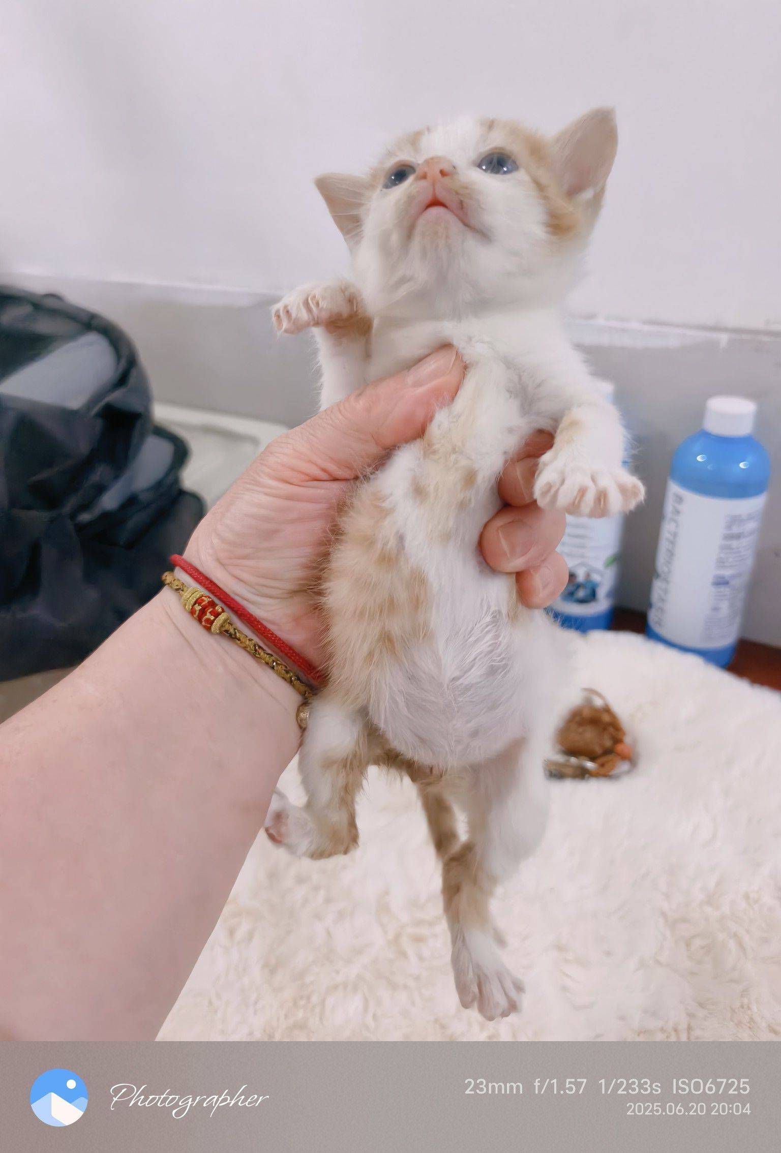 大雨前夕孤独的小奶猫独自流浪在马路上。聪_4