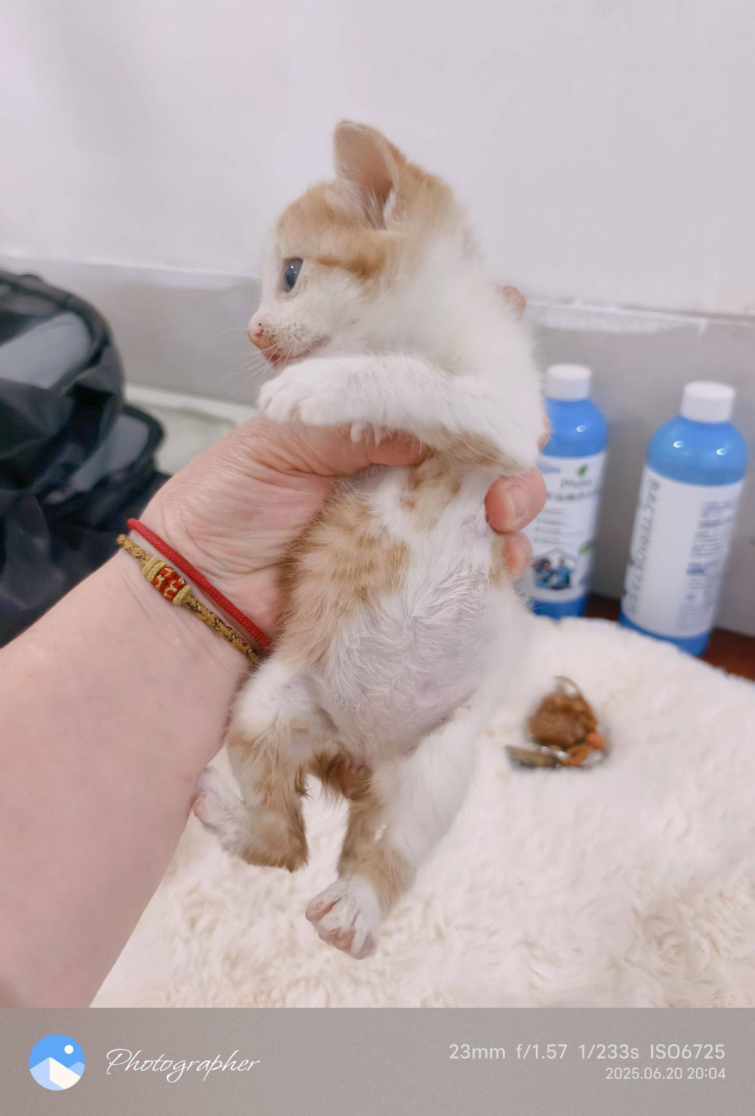 大雨前夕孤独的小奶猫独自流浪在马路上。聪_2