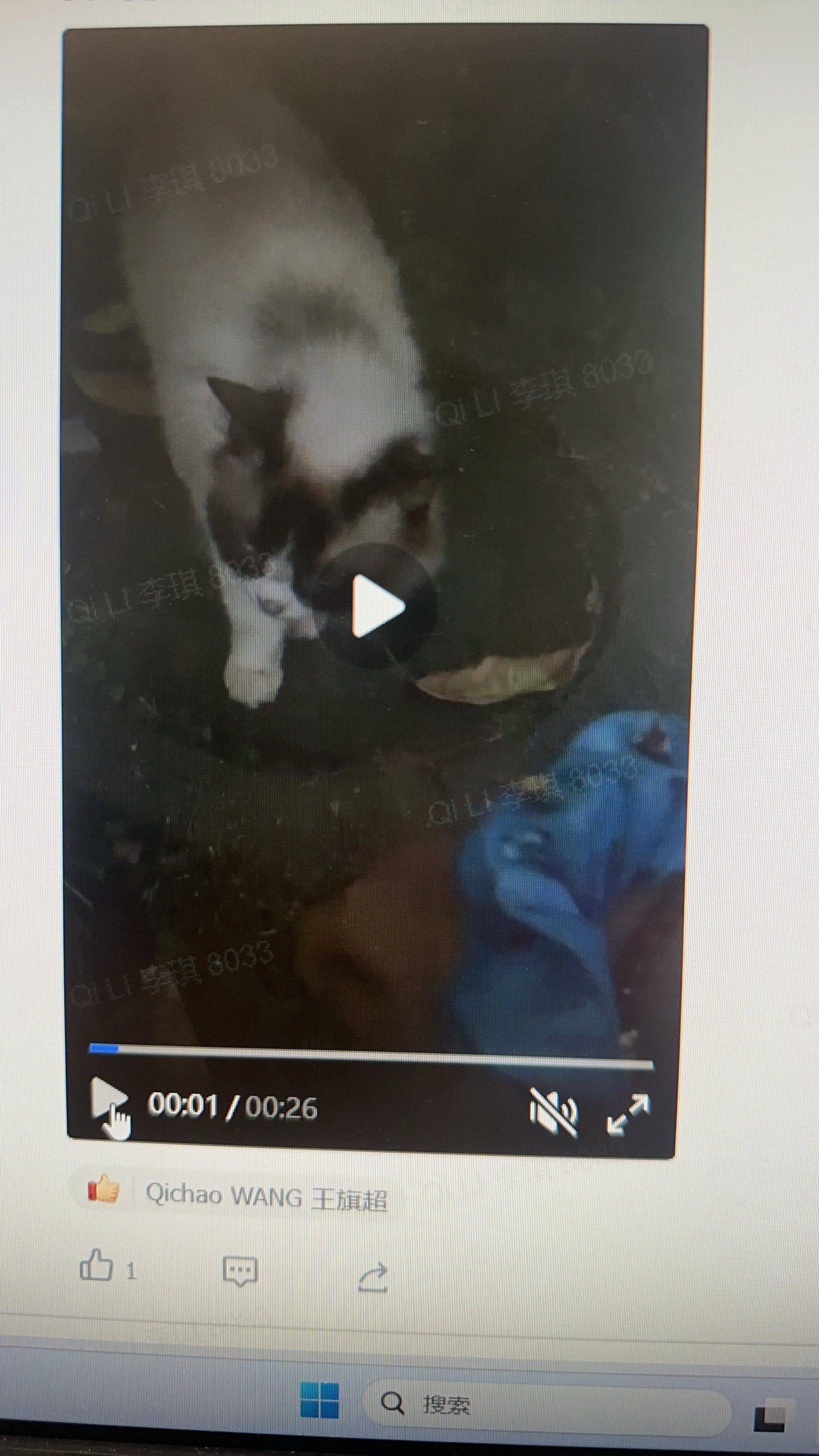 有没有在上海想领养猫猫的，小区里上个月来_0