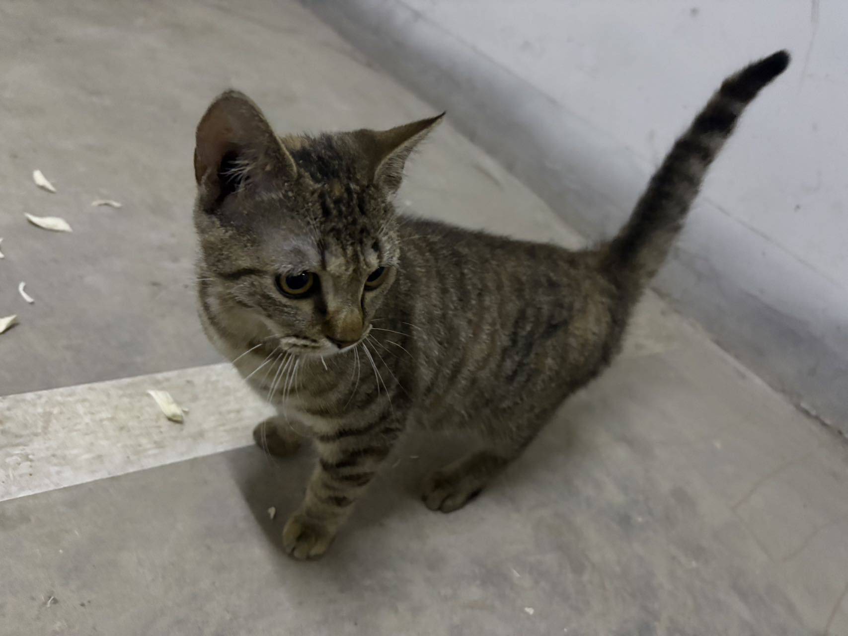 上海领养小狸花猫，寻一个负责任的主人_0
