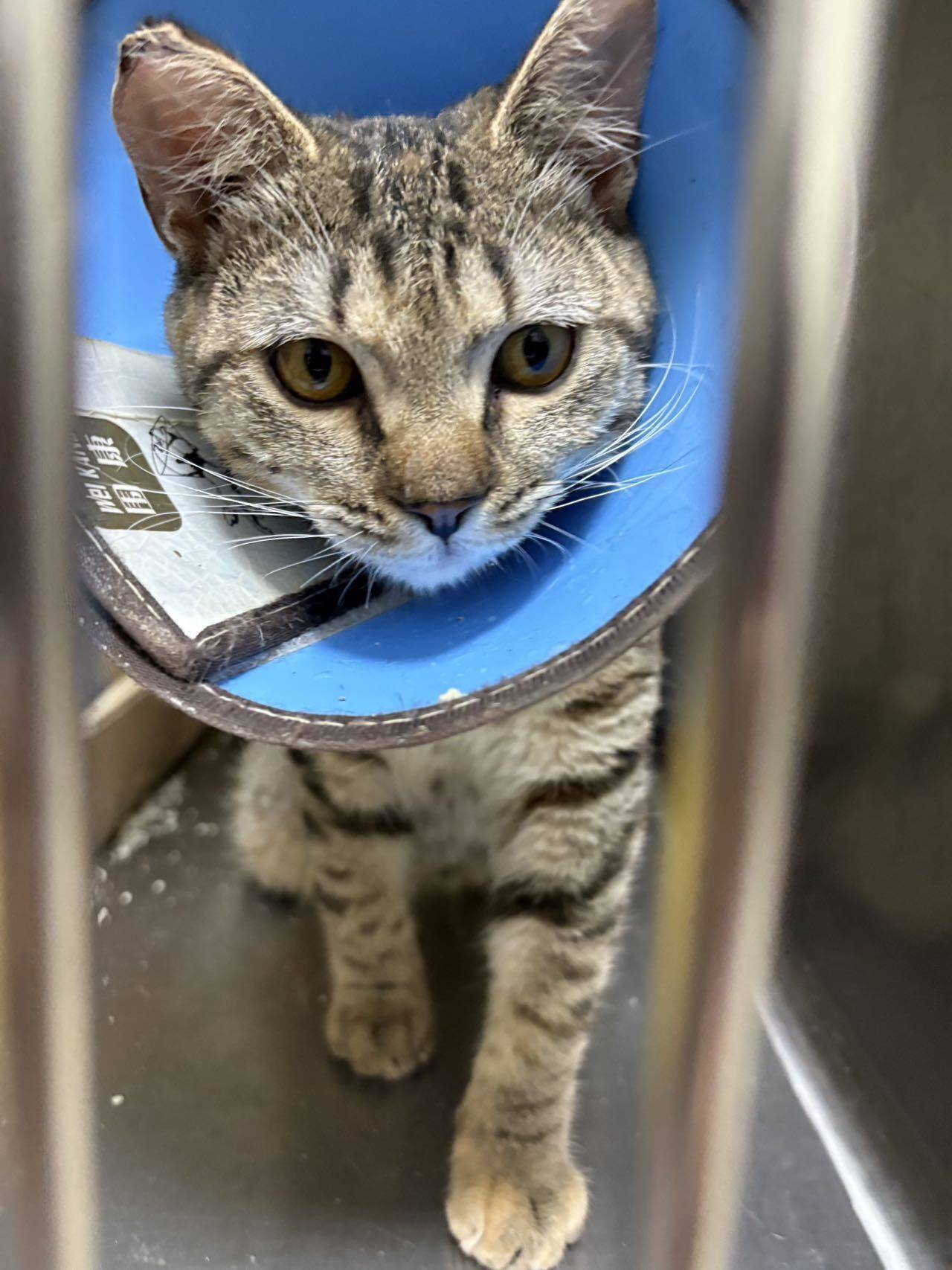 上海领养小狸花猫，寻一个负责任的主人_1