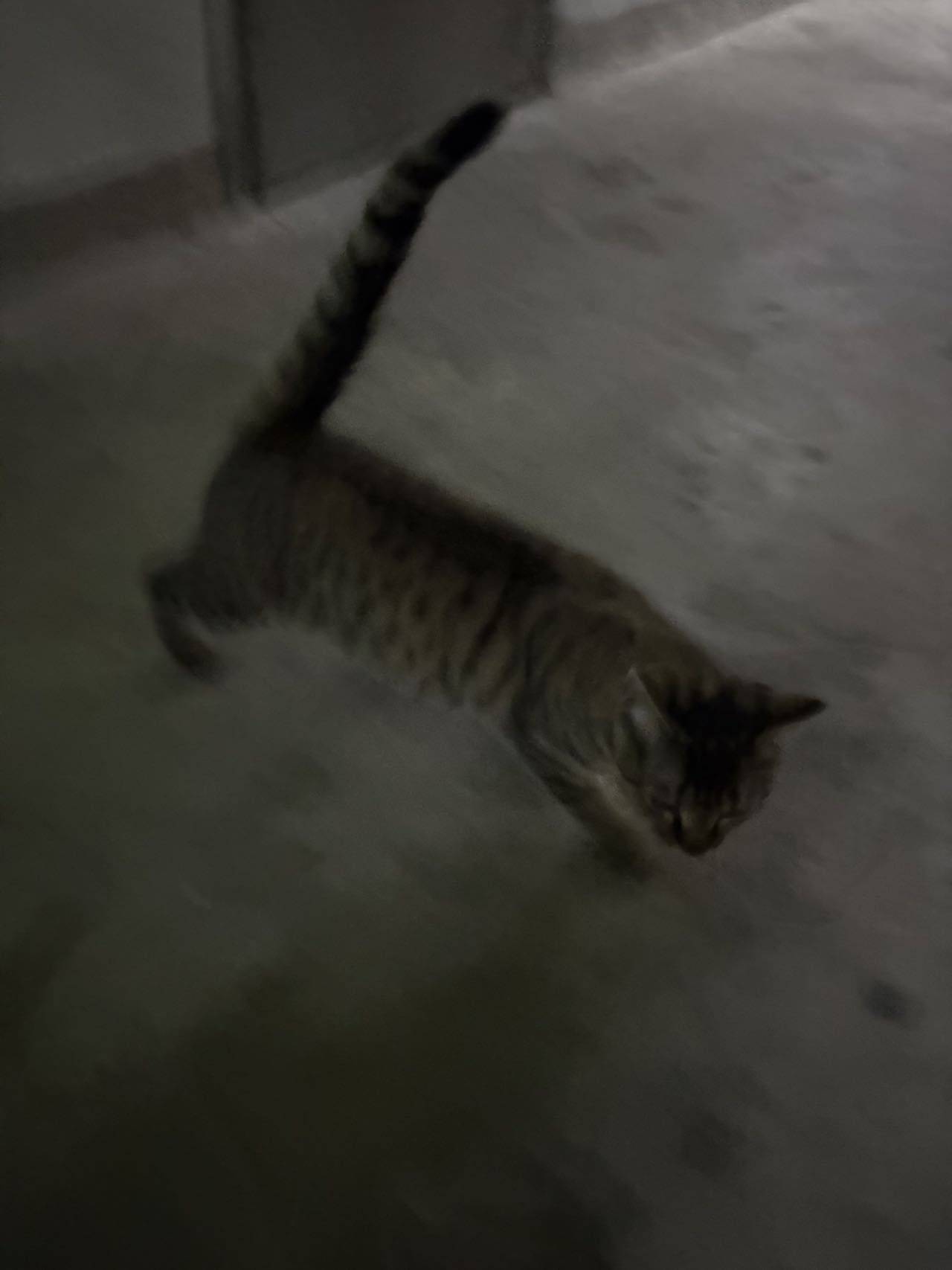 上海领养小狸花猫，寻一个负责任的主人_2
