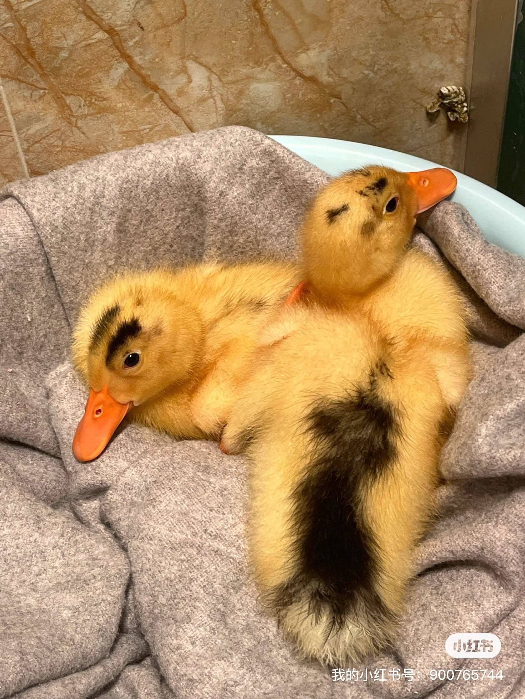 小鸭子免费领养，要求对鸭鸭好