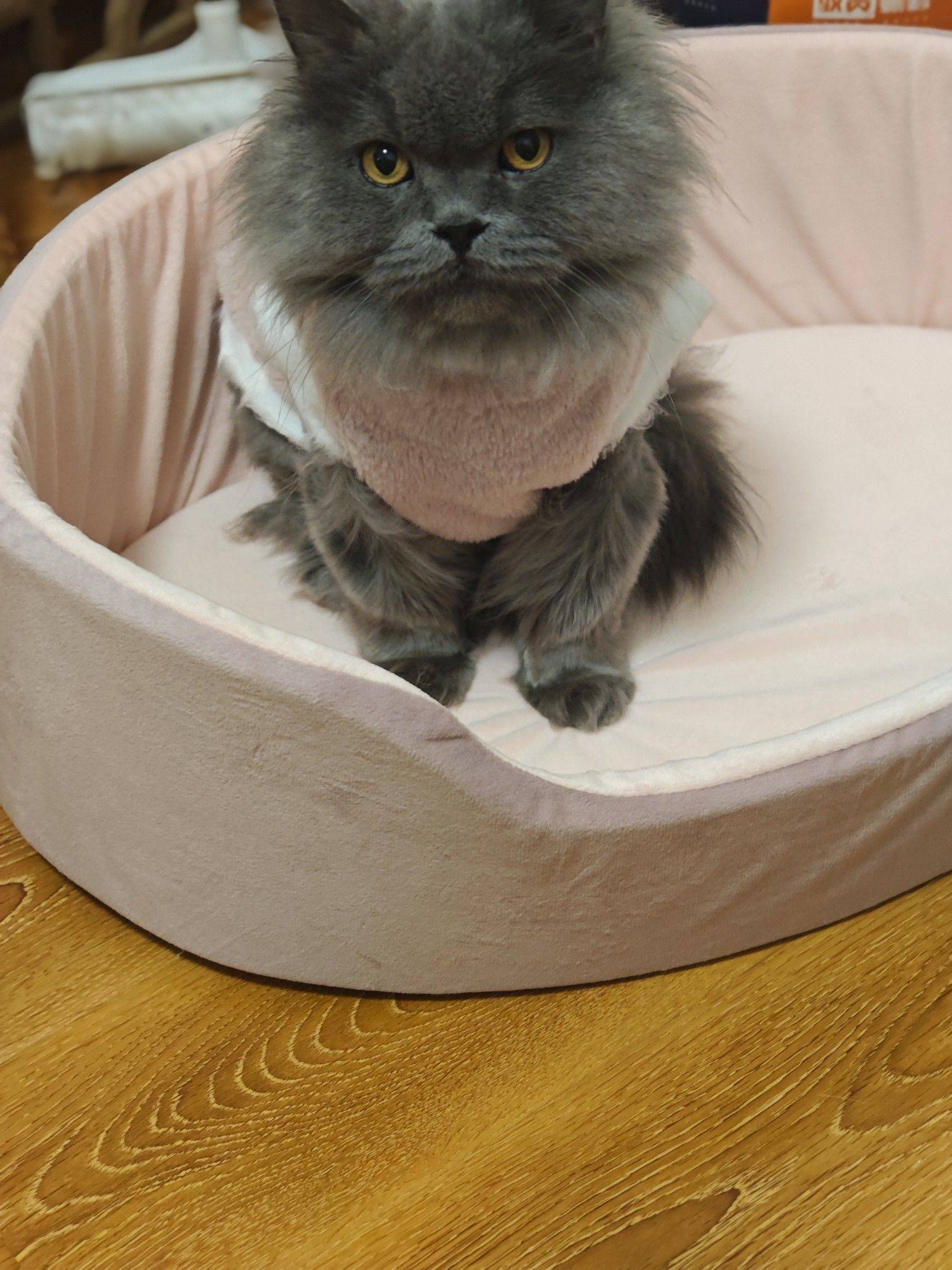给他找领养 家里猫多_1