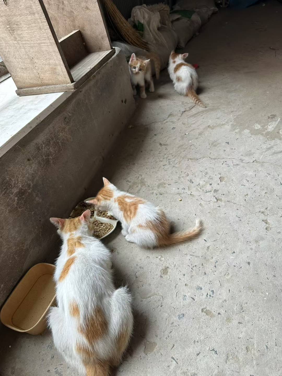 小猫咪无偿领养，超级可爱。希望有爱心的人_4