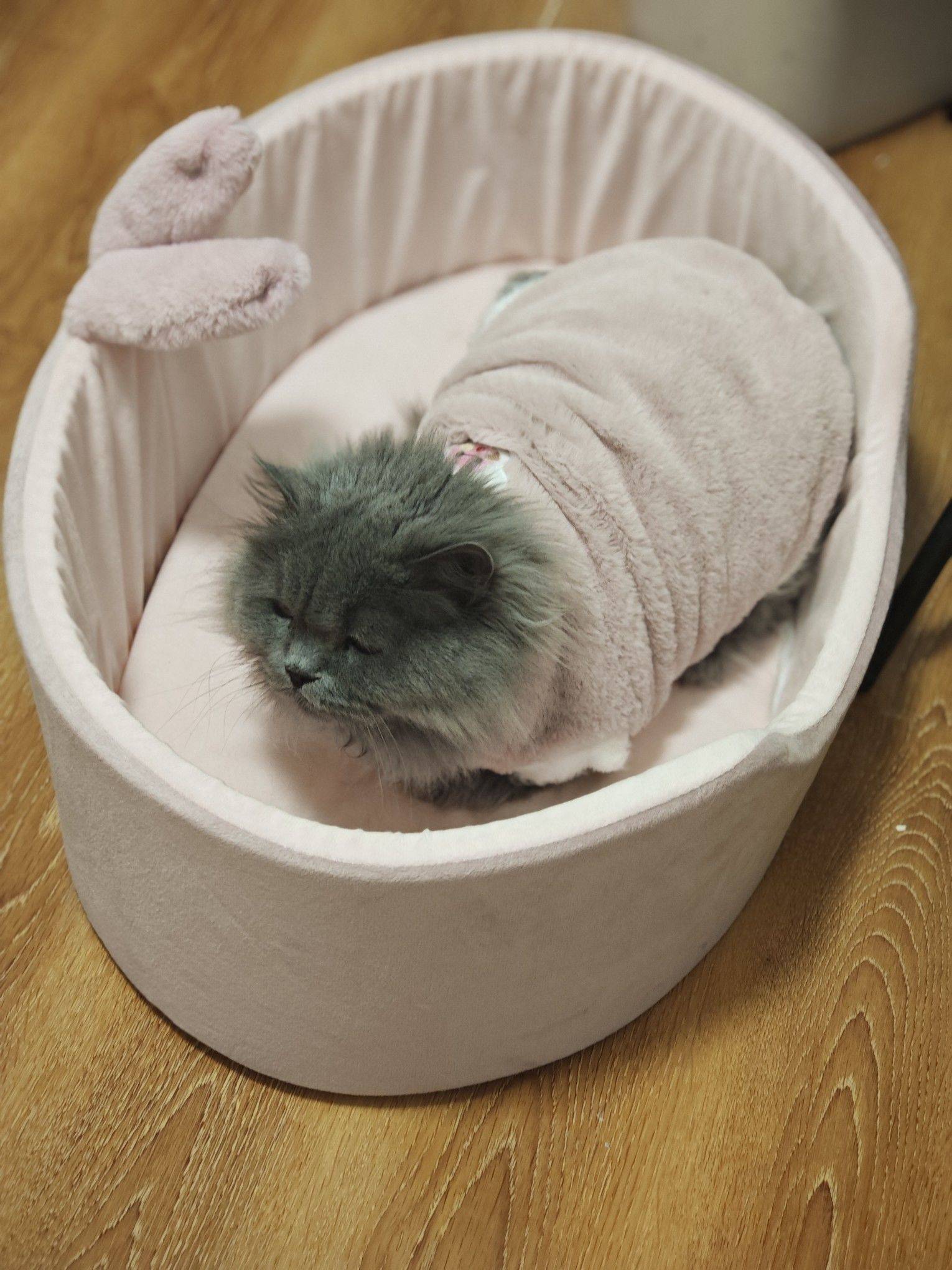 给他找领养 家里猫多