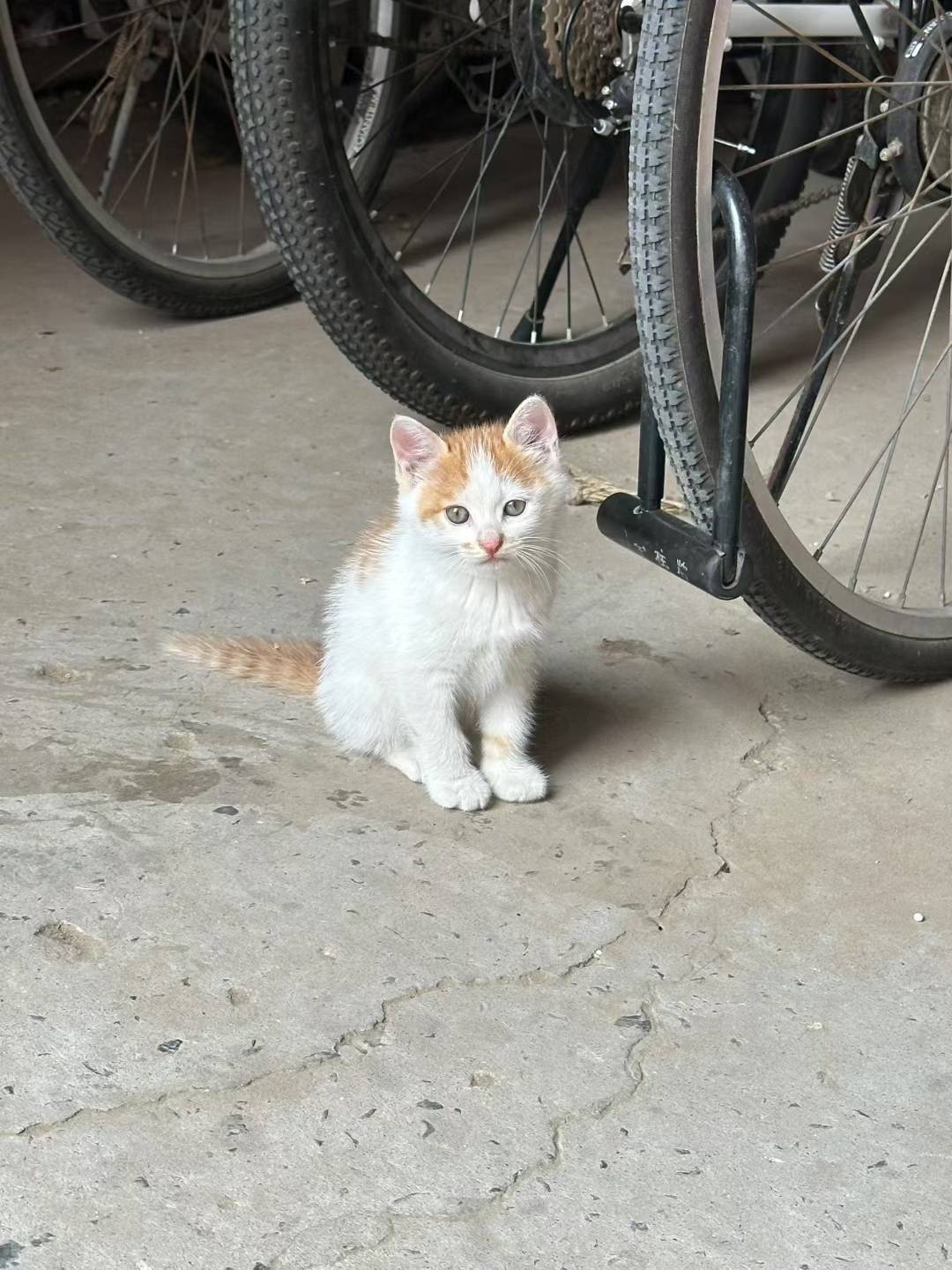 小猫咪无偿领养，超级可爱。希望有爱心的人