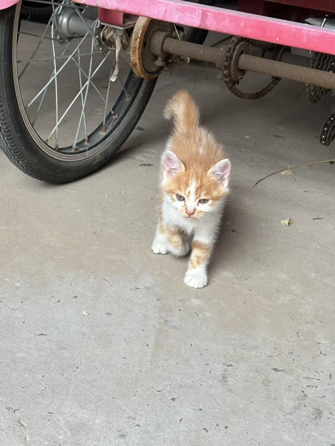 小猫咪无偿领养，超级可爱。希望有爱心的人_1
