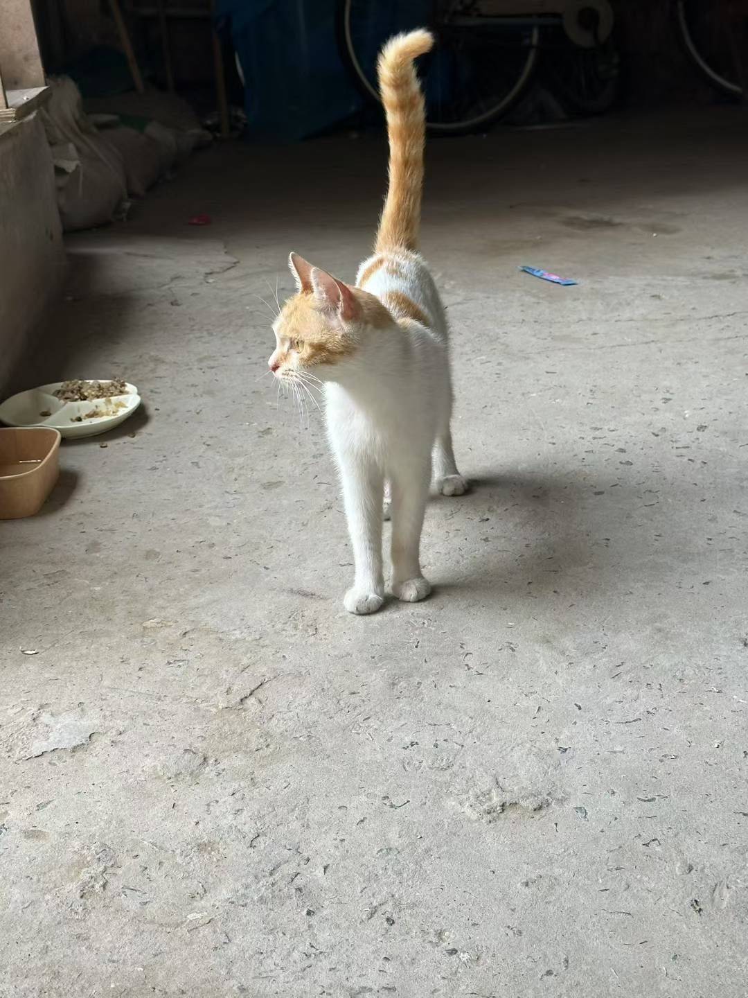 小猫咪无偿领养，超级可爱。希望有爱心的人_3