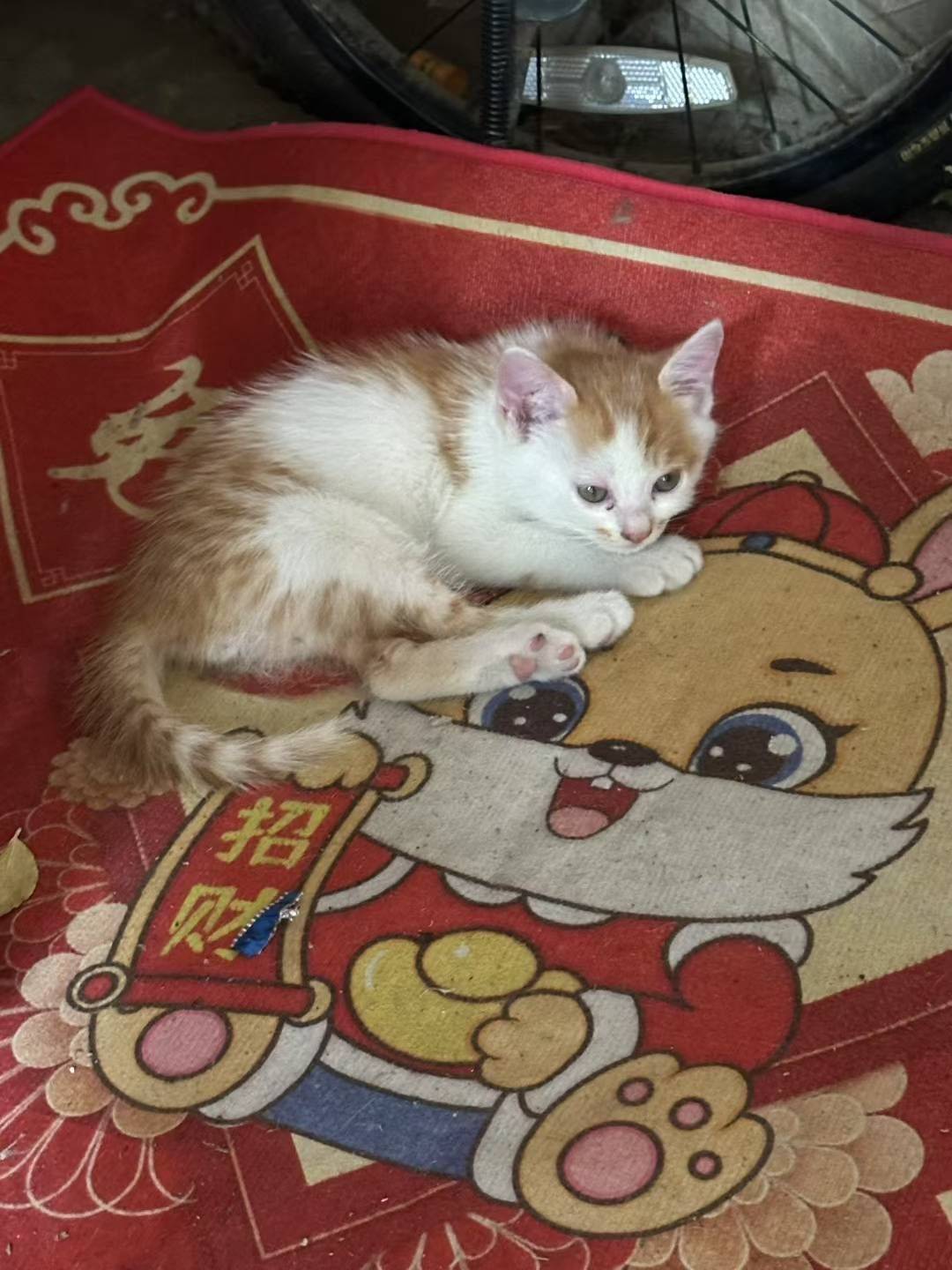 小猫咪无偿领养，超级可爱。希望有爱心的人_2