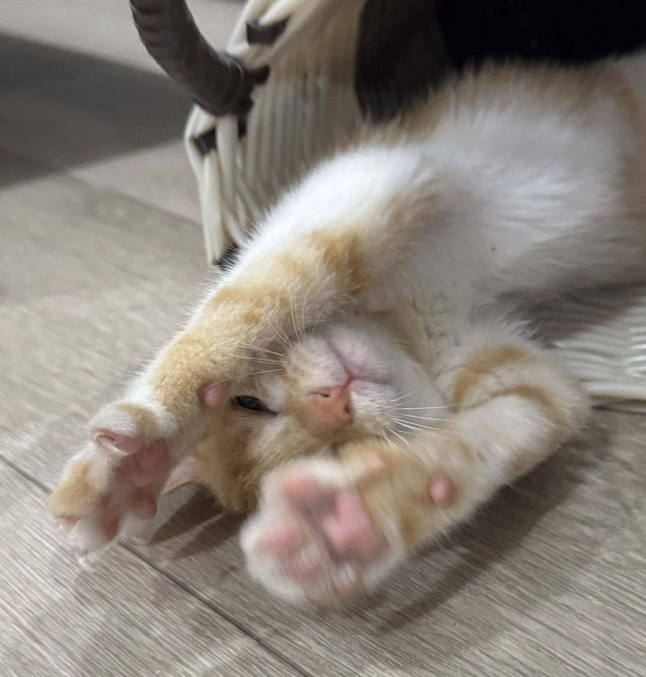 Baby girl #小猫_2