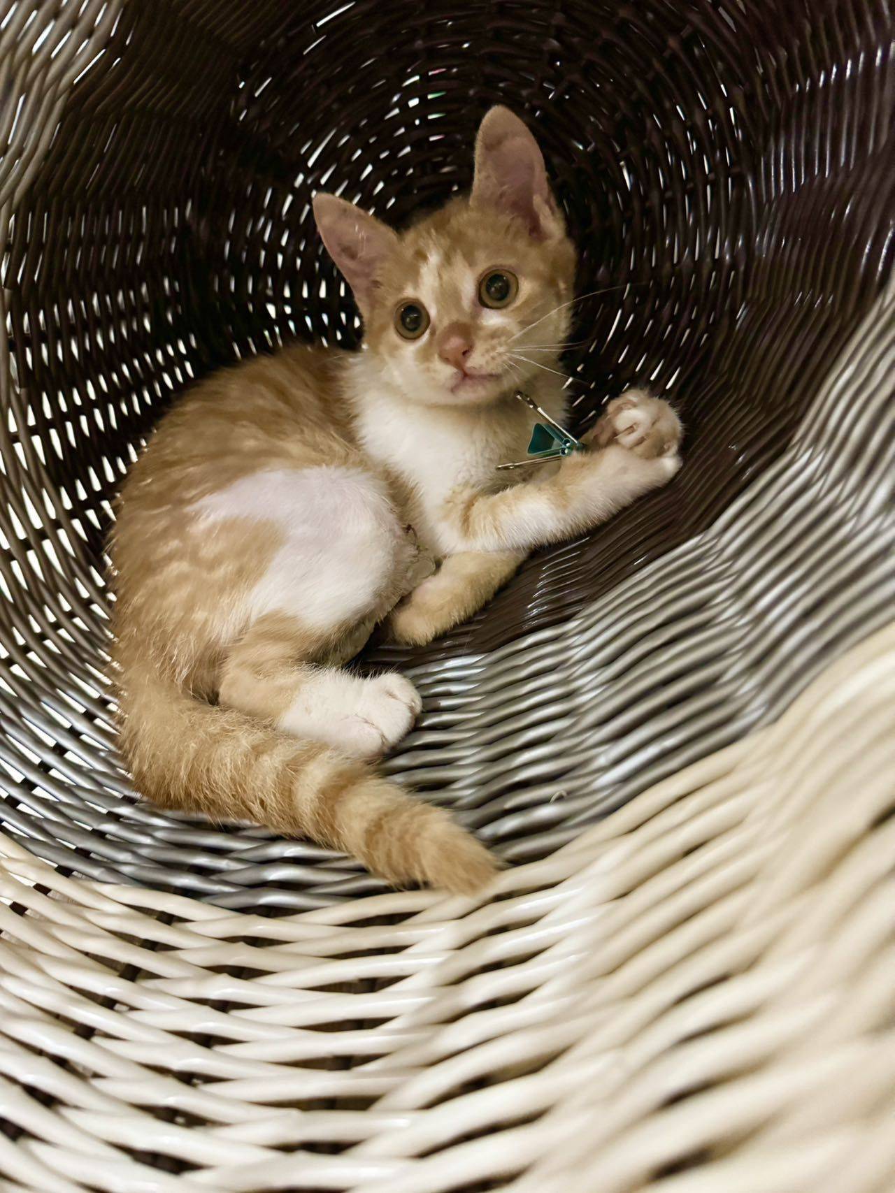 Baby girl #小猫_1