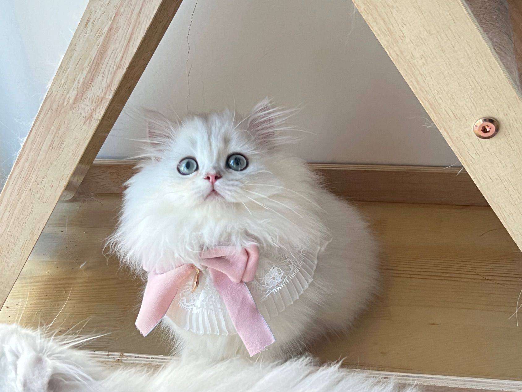 出自己家养的小猫找家长