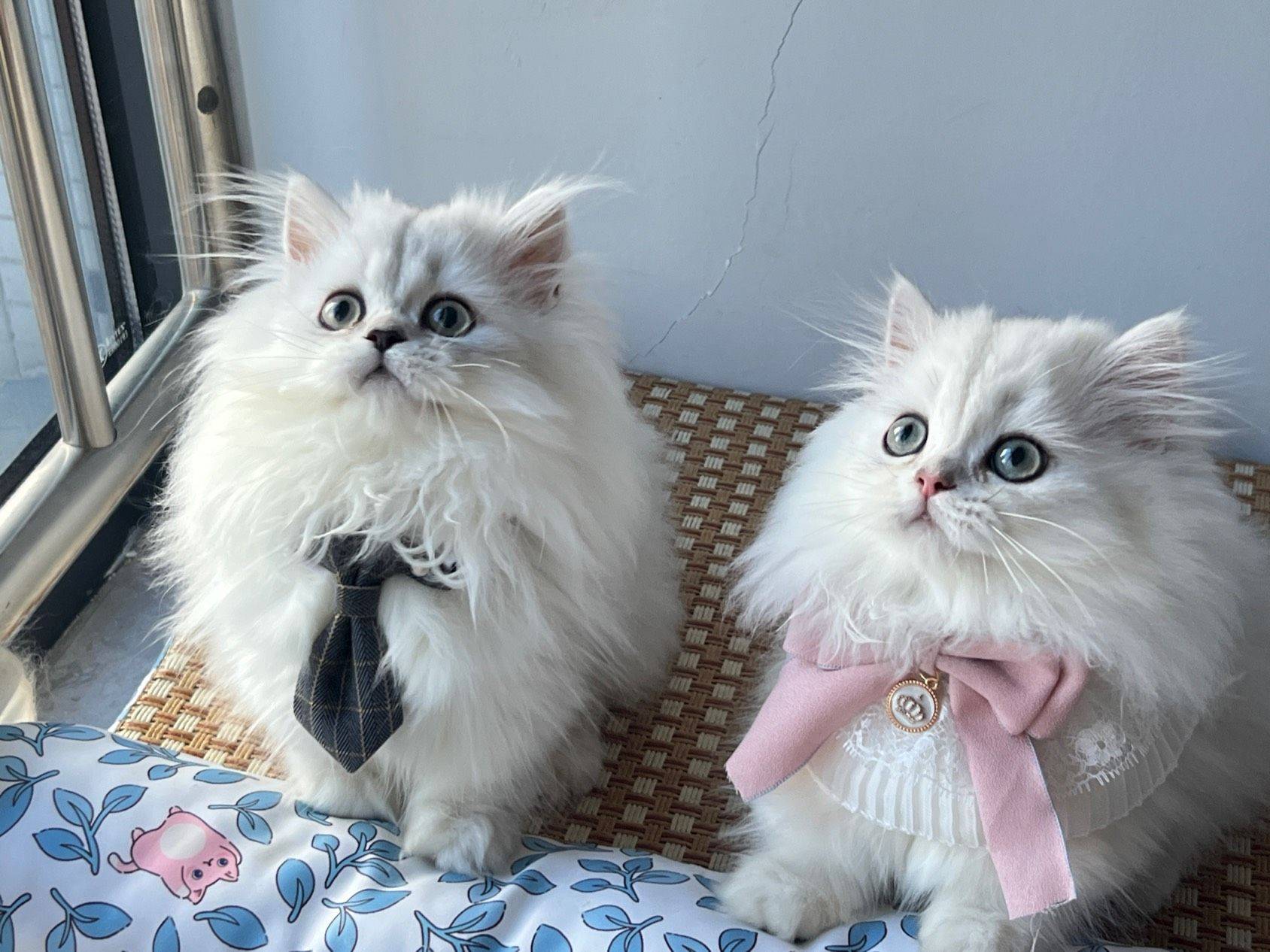 出自己家养的小猫找家长